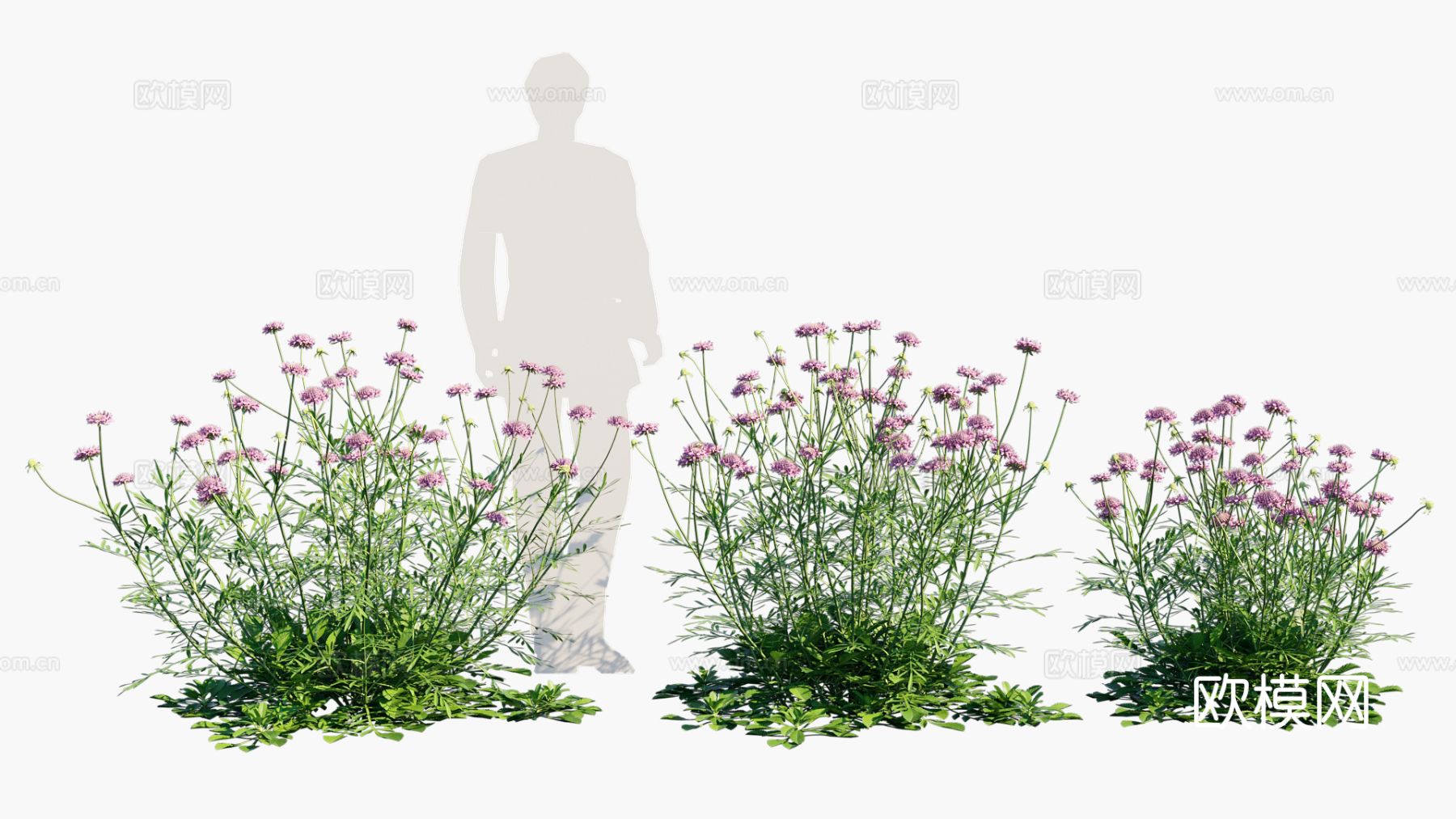 花草 花卉 灌木3d模型下载