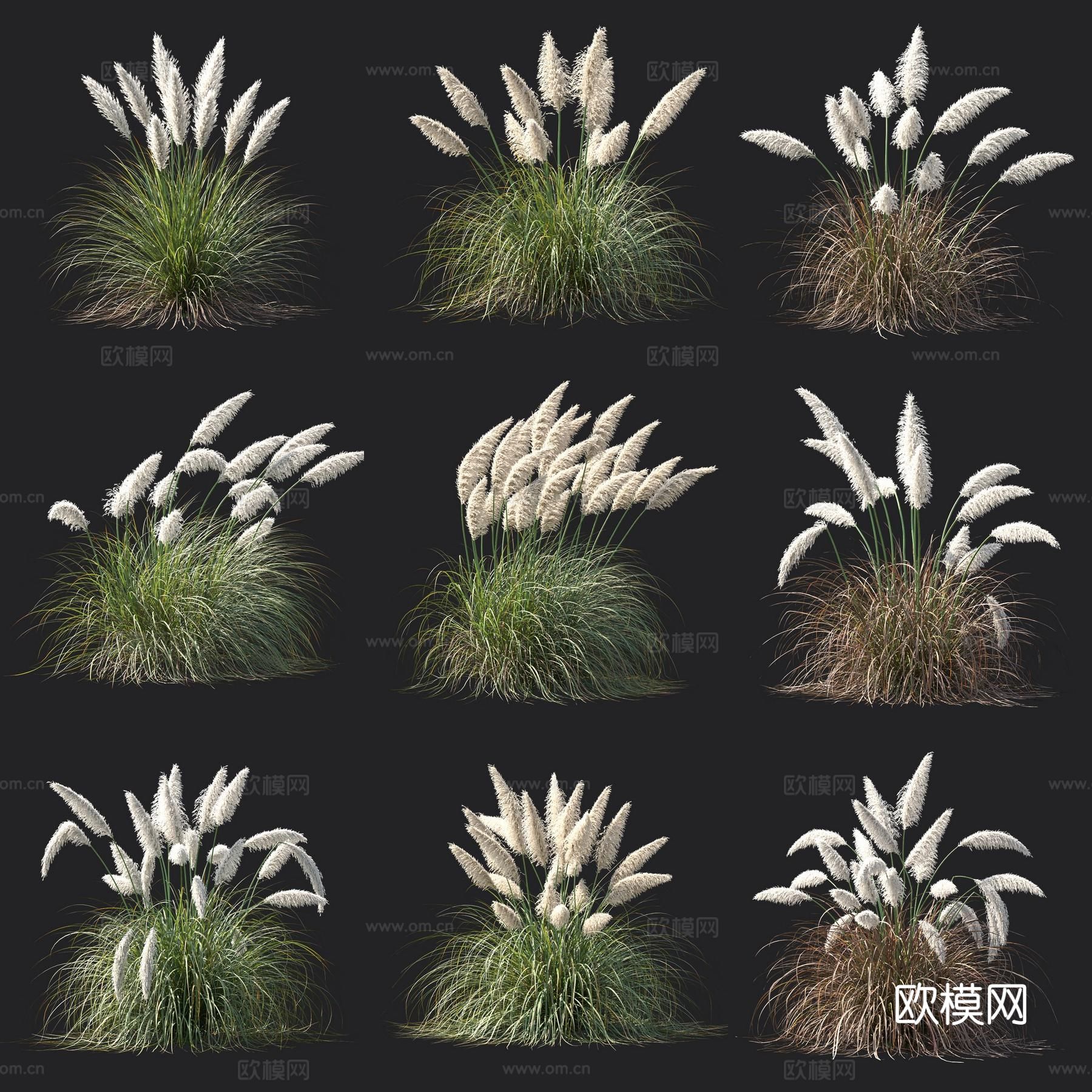 蒲苇 花草 绿植3d模型