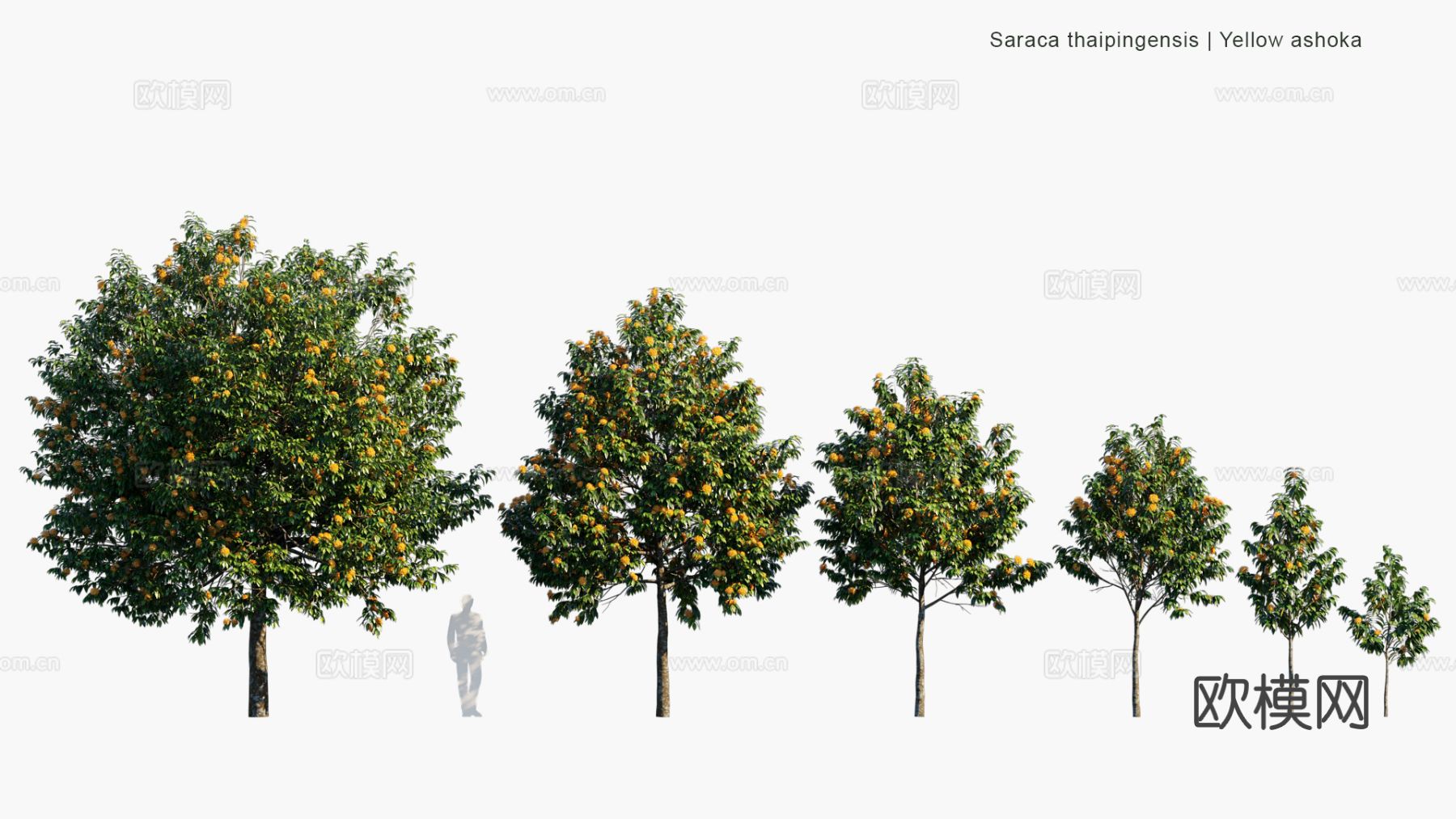 现代景观树 乔木 灌木 道路树 行道树 大树3d模型