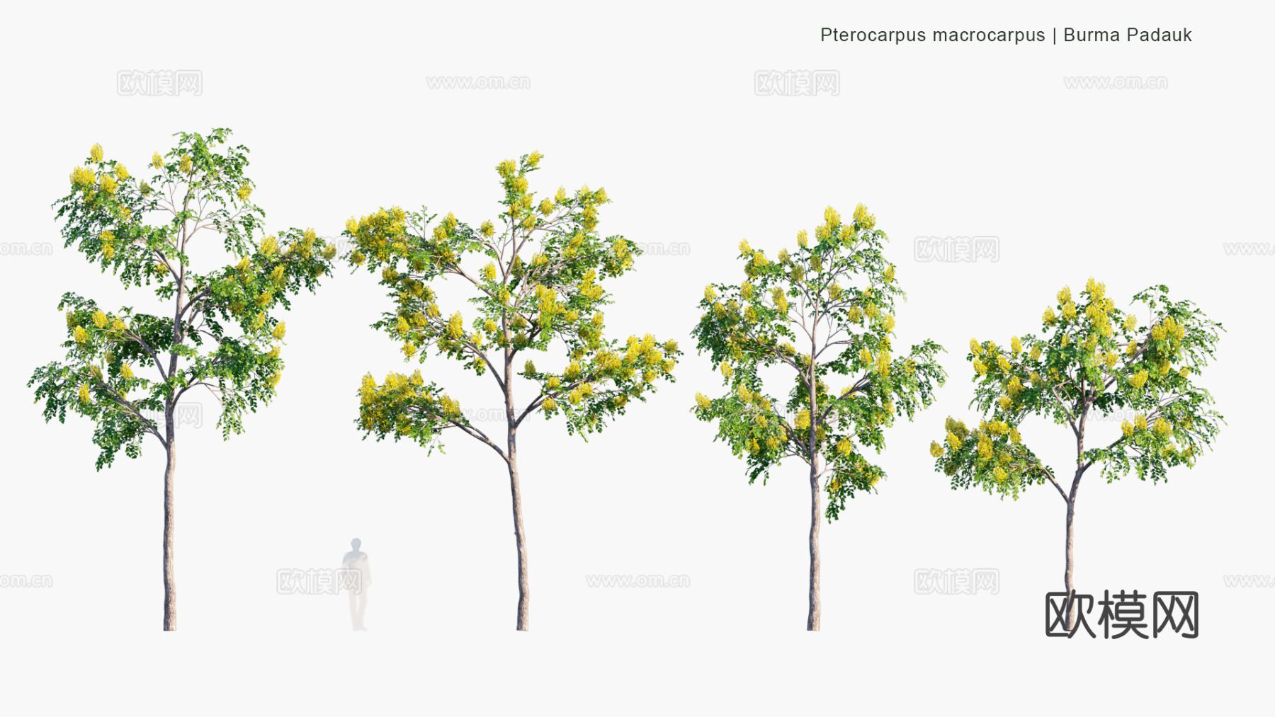 现代景观树 乔木 灌木 道路树 行道树 大树3d模型