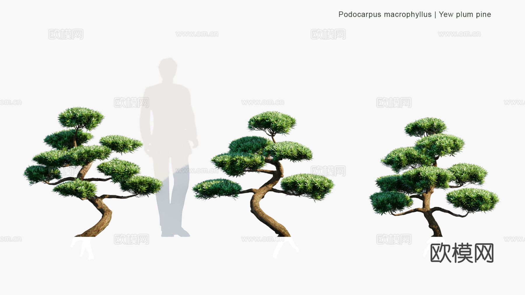 景观植物 灌木 绿篱 树篱 景观树 道路树3d模型