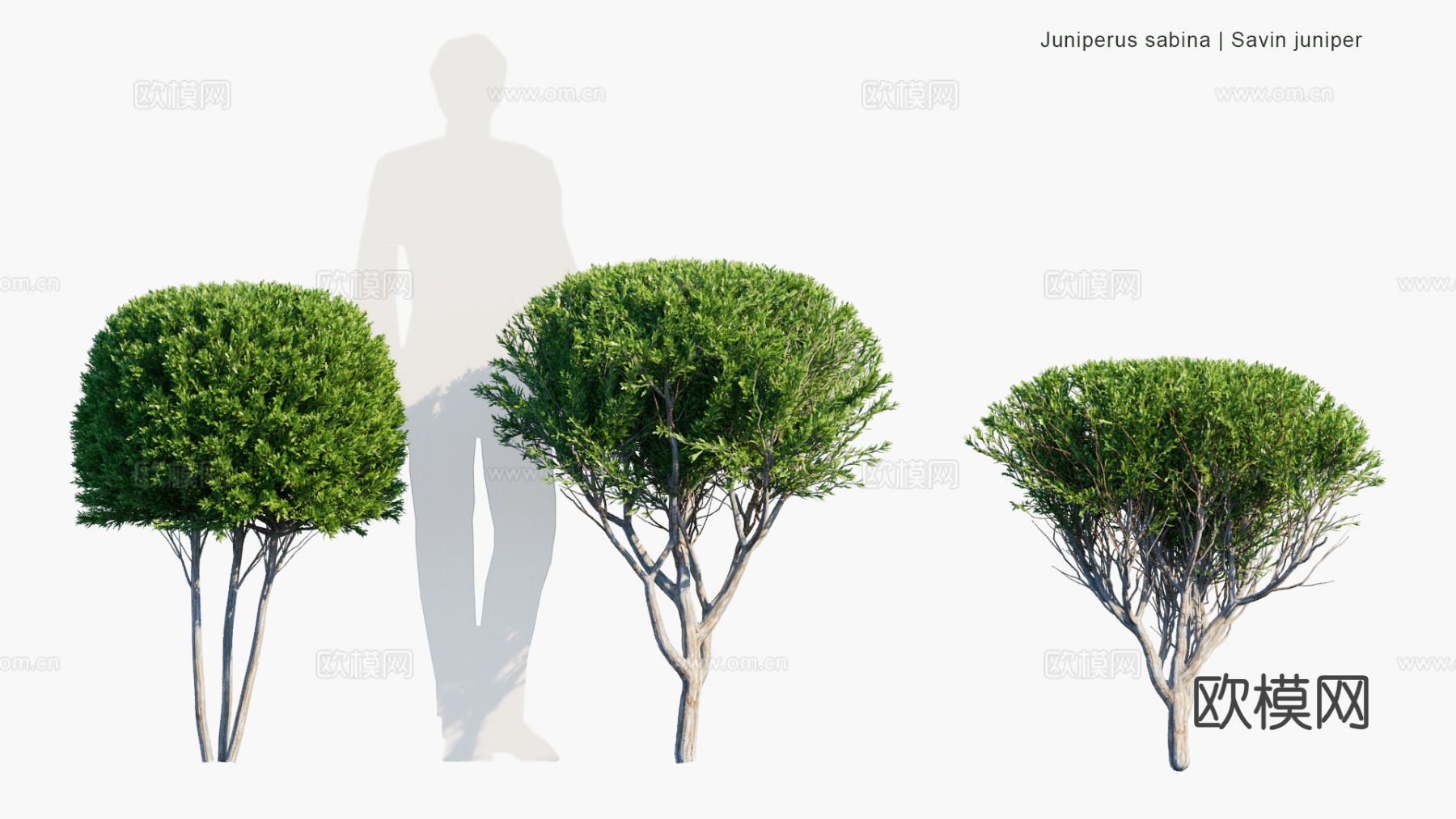 景观植物 灌木 绿篱 树篱 造型灌木3d模型