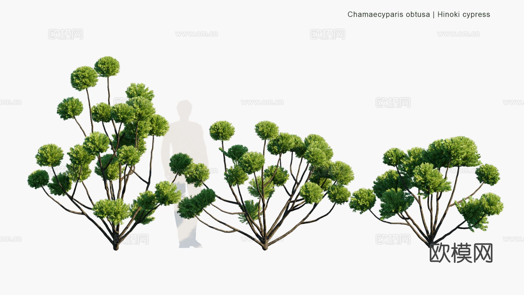 景观植物 灌木 绿篱 树篱 景观灌木3d模型