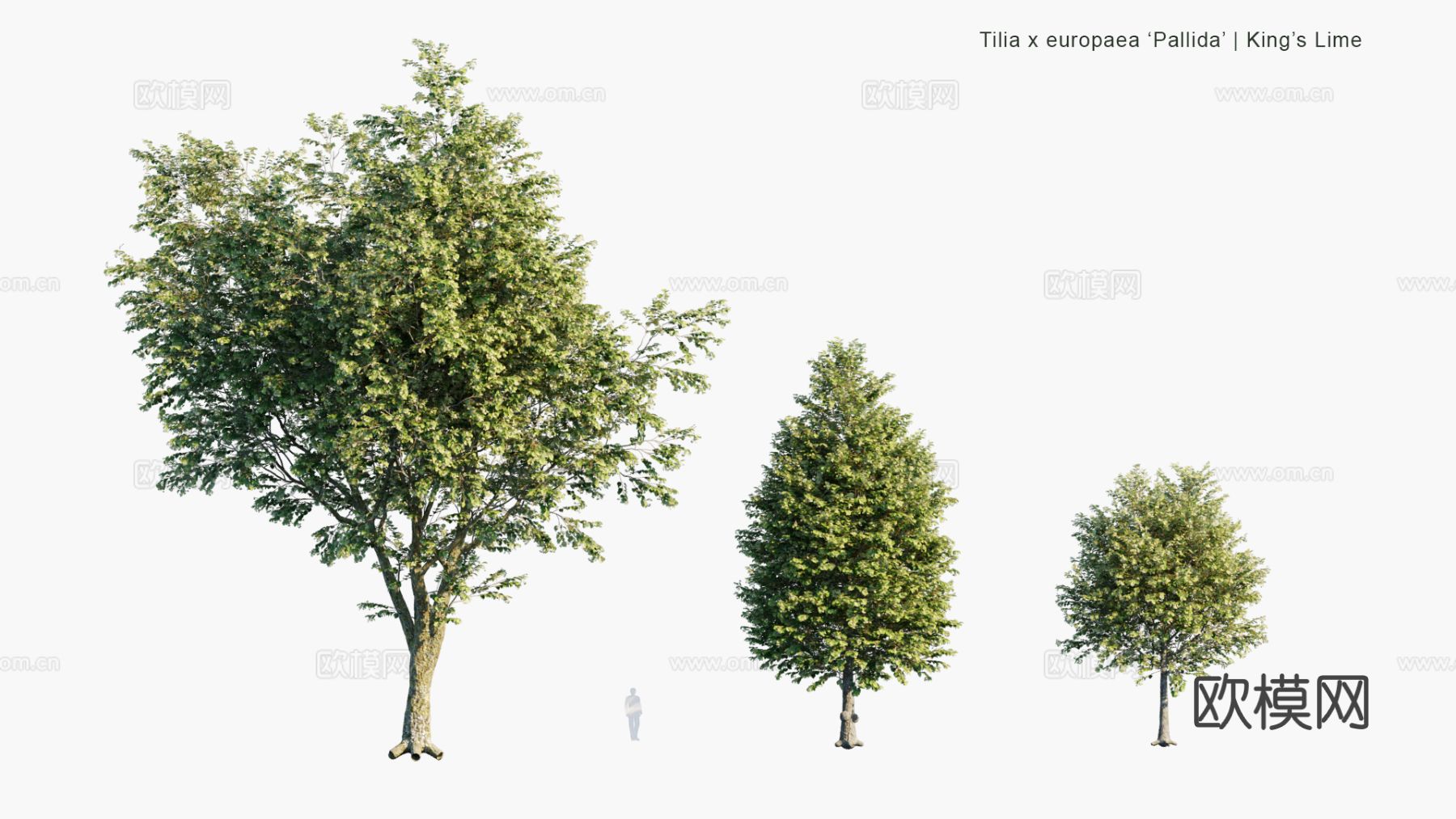 现代景观树 乔木 灌木 道路树 行道树 大树3d模型