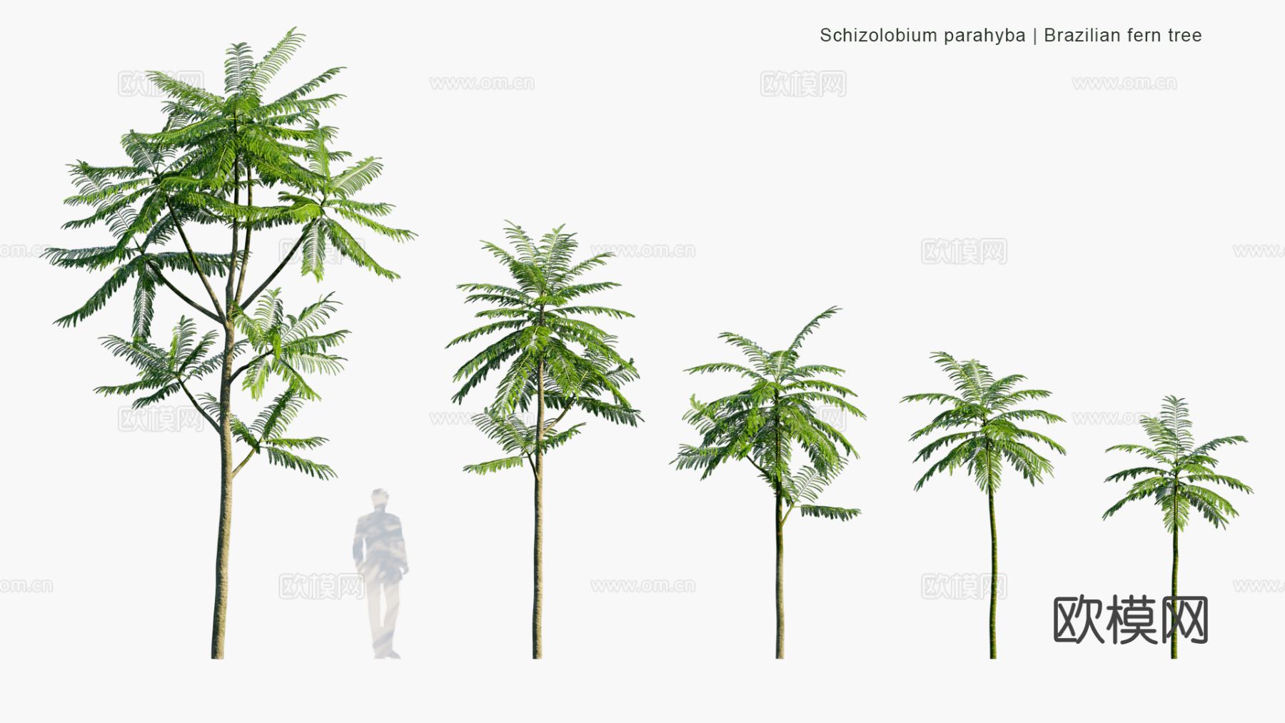 现代景观树 乔木 灌木 道路树 行道树 大树3d模型