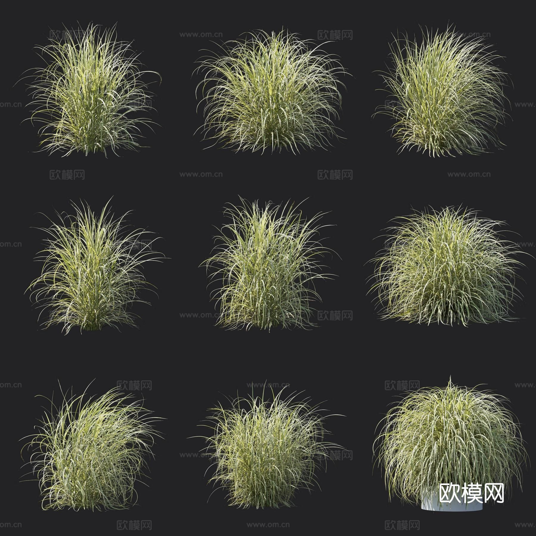 花叶芒草 观赏草 花草3d模型下载