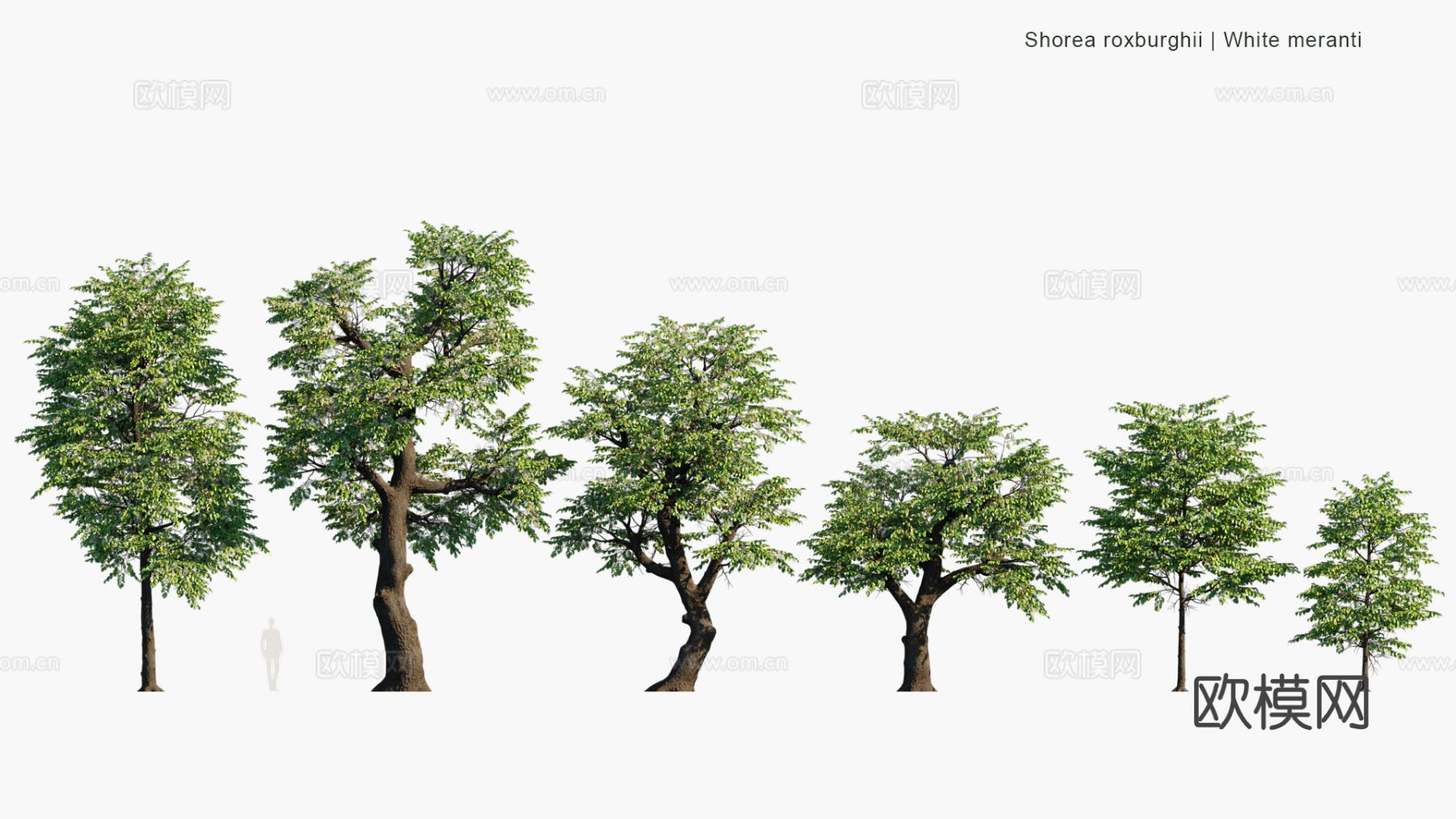 现代景观树 乔木 灌木 道路树 行道树 大树3d模型