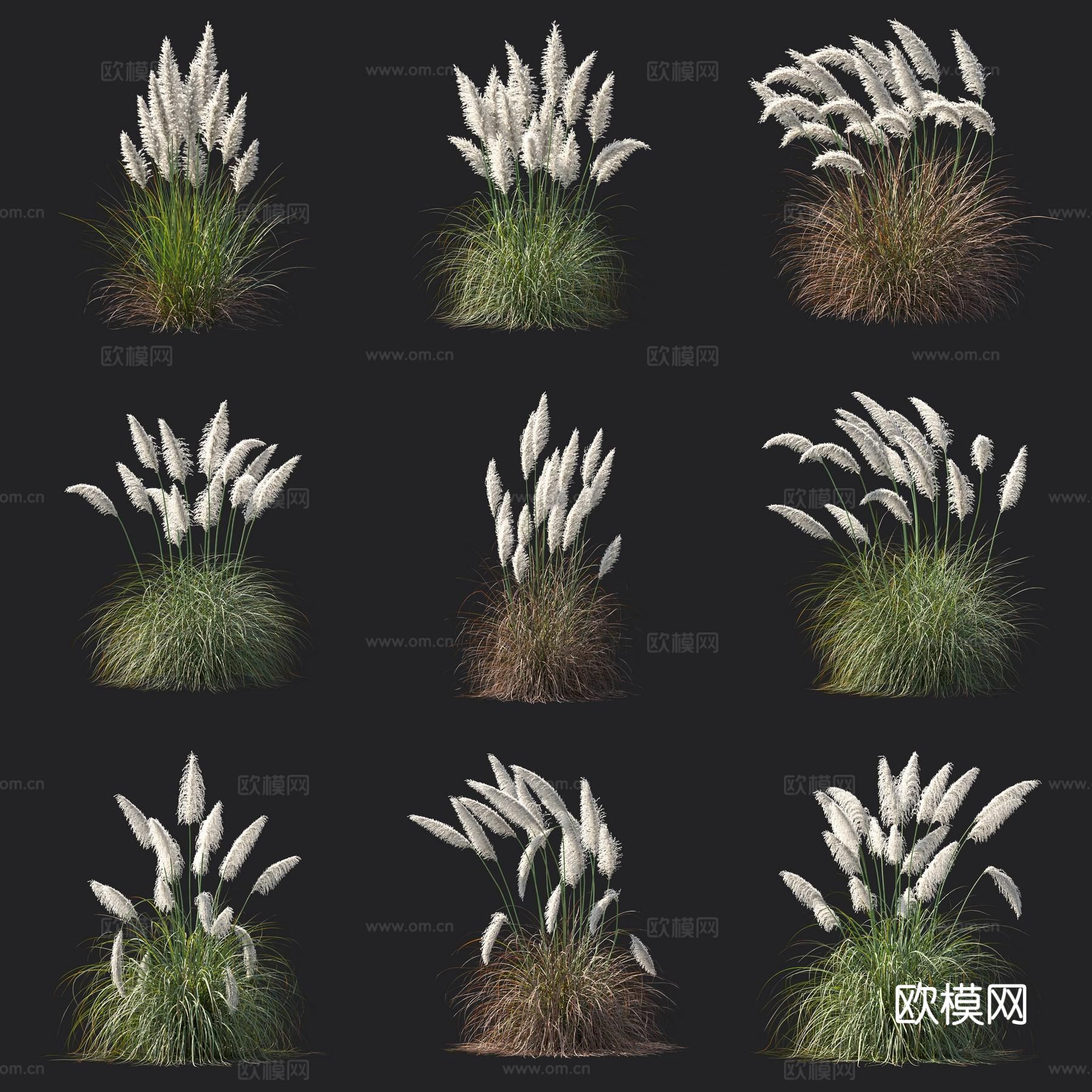 蒲苇 绿植 植物 花草3d模型