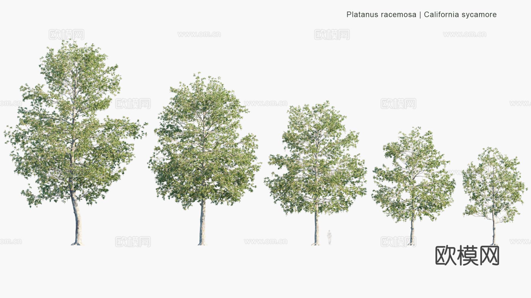 现代景观树 乔木 灌木 道路树 行道树 大树3d模型