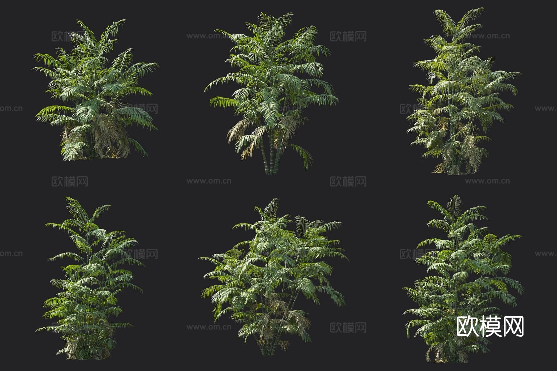 墨西哥玲珑椰 热带植物3d模型