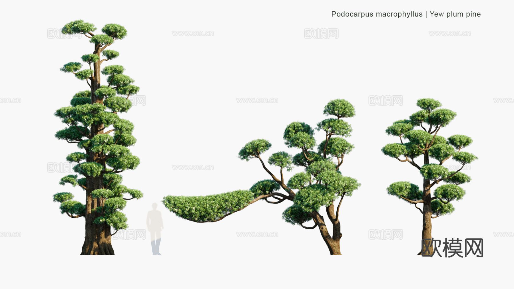 景观植物 灌木 绿篱 树篱 景观树 道路树3d模型