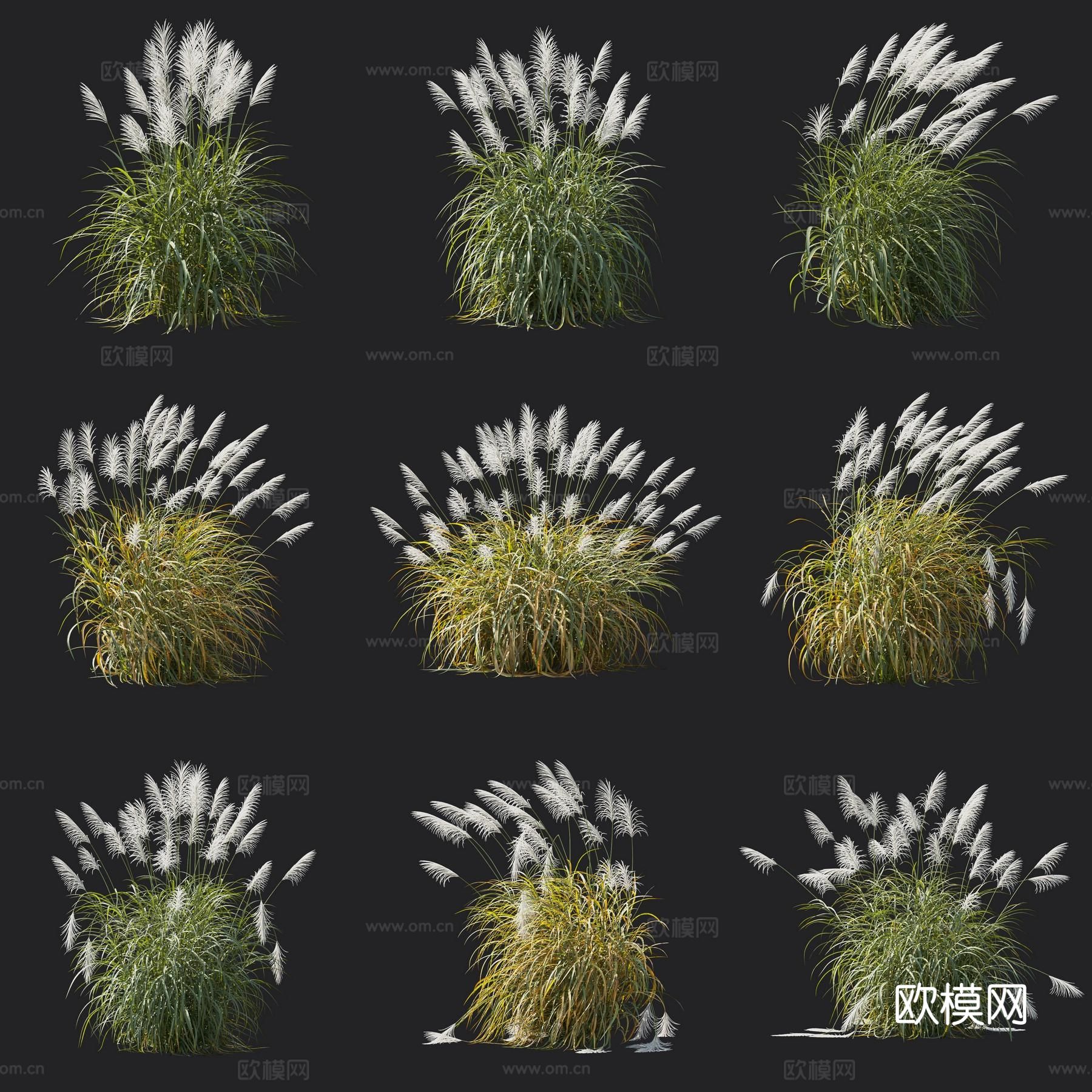 矢羽芒草 观赏草 花草3d模型