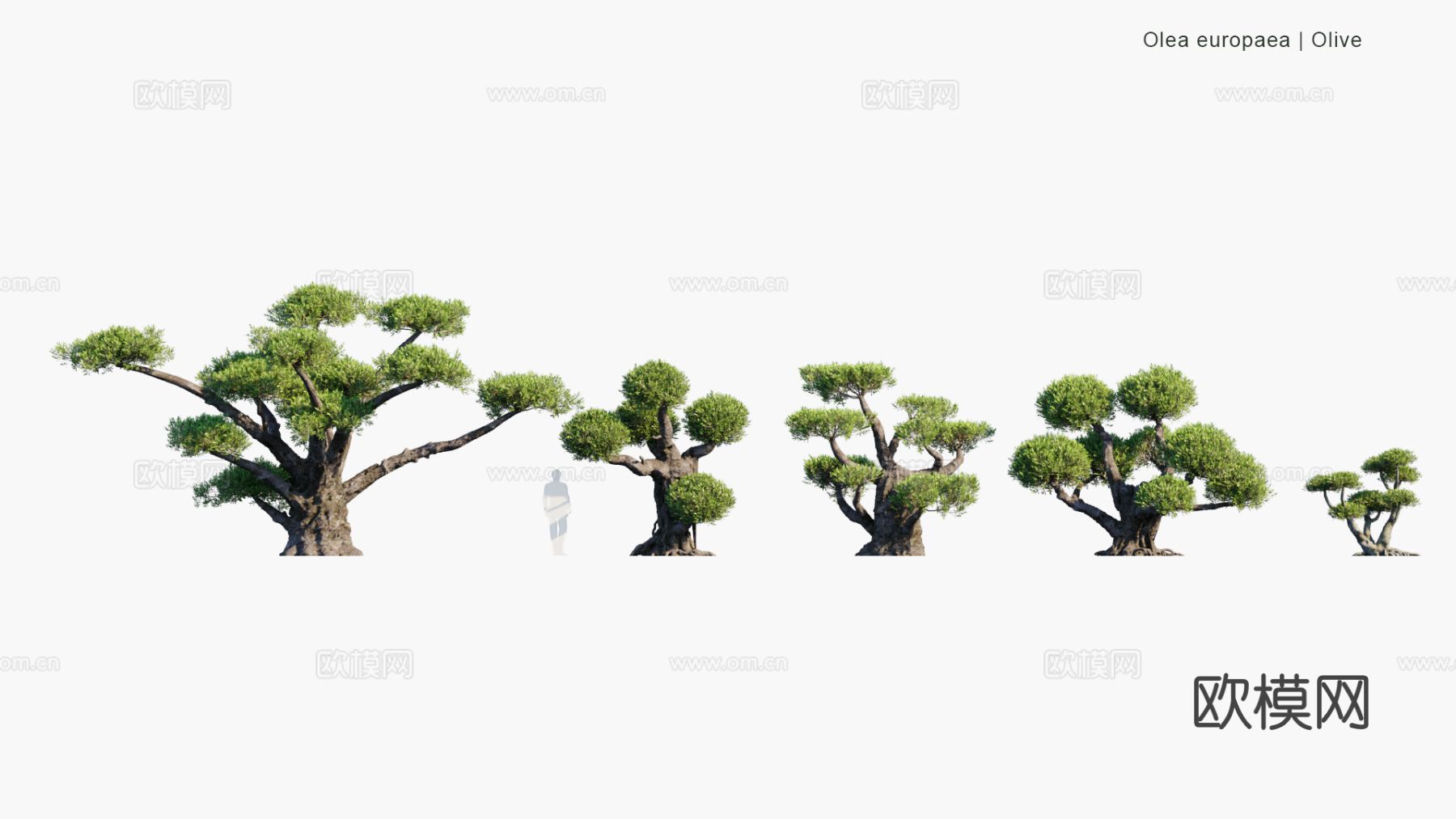 景观植物 灌木 绿篱 树篱 景观树 道路树 花园树3d模型