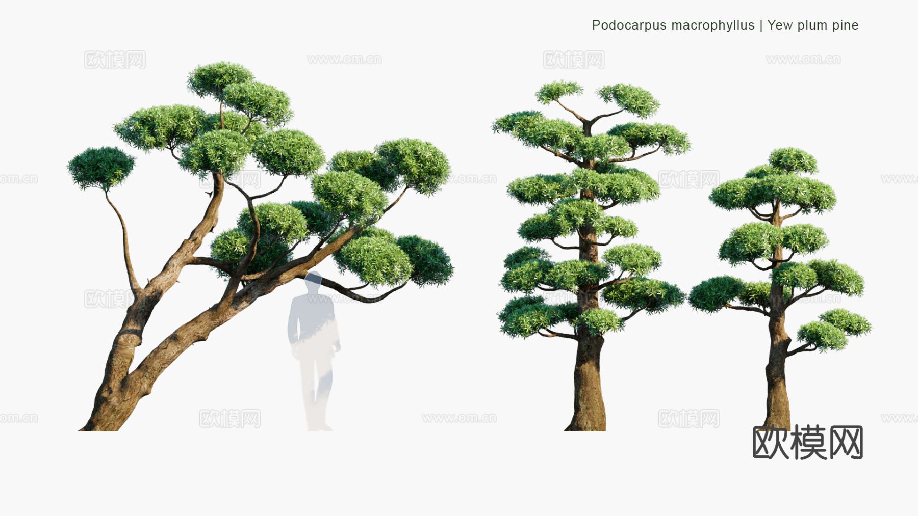 景观植物 灌木 绿篱 树篱 景观树 道路树3d模型