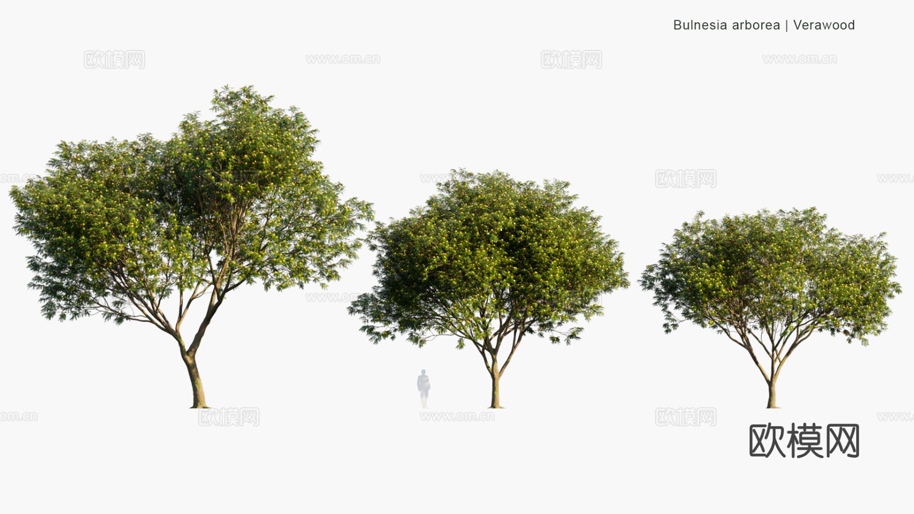 现代景观树 乔木 灌木 道路树 行道树 大树3d模型