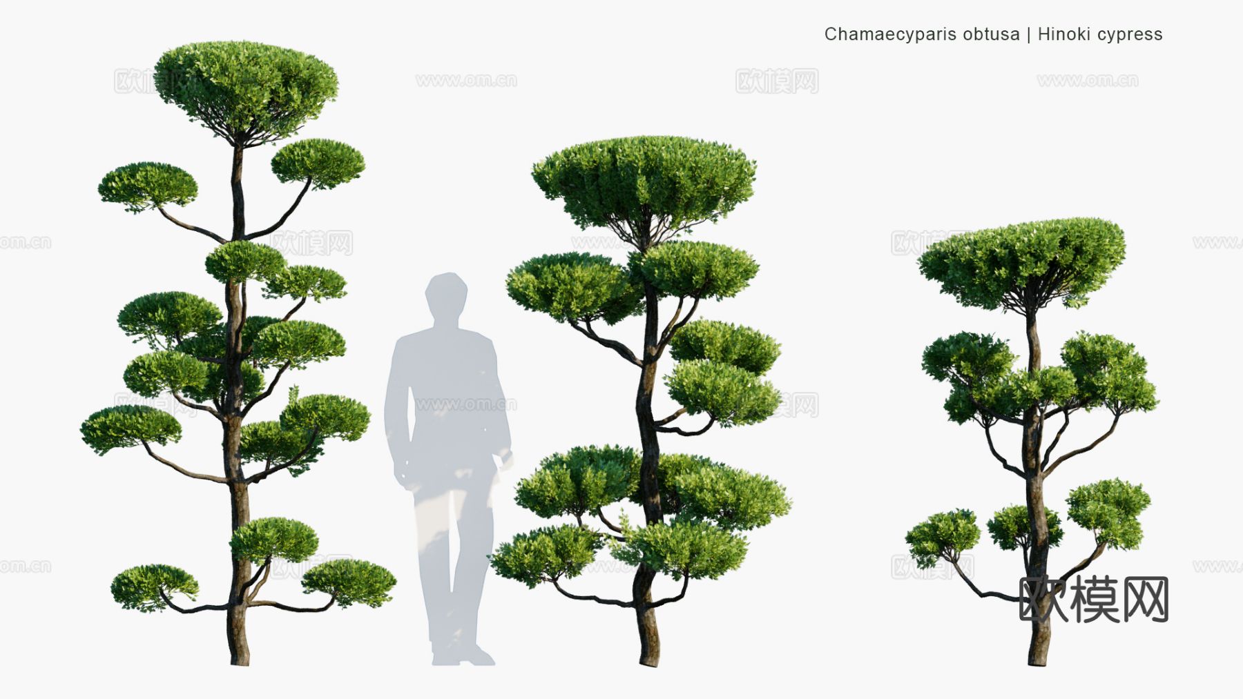 景观植物 灌木 绿篱 树篱 景观灌木3d模型