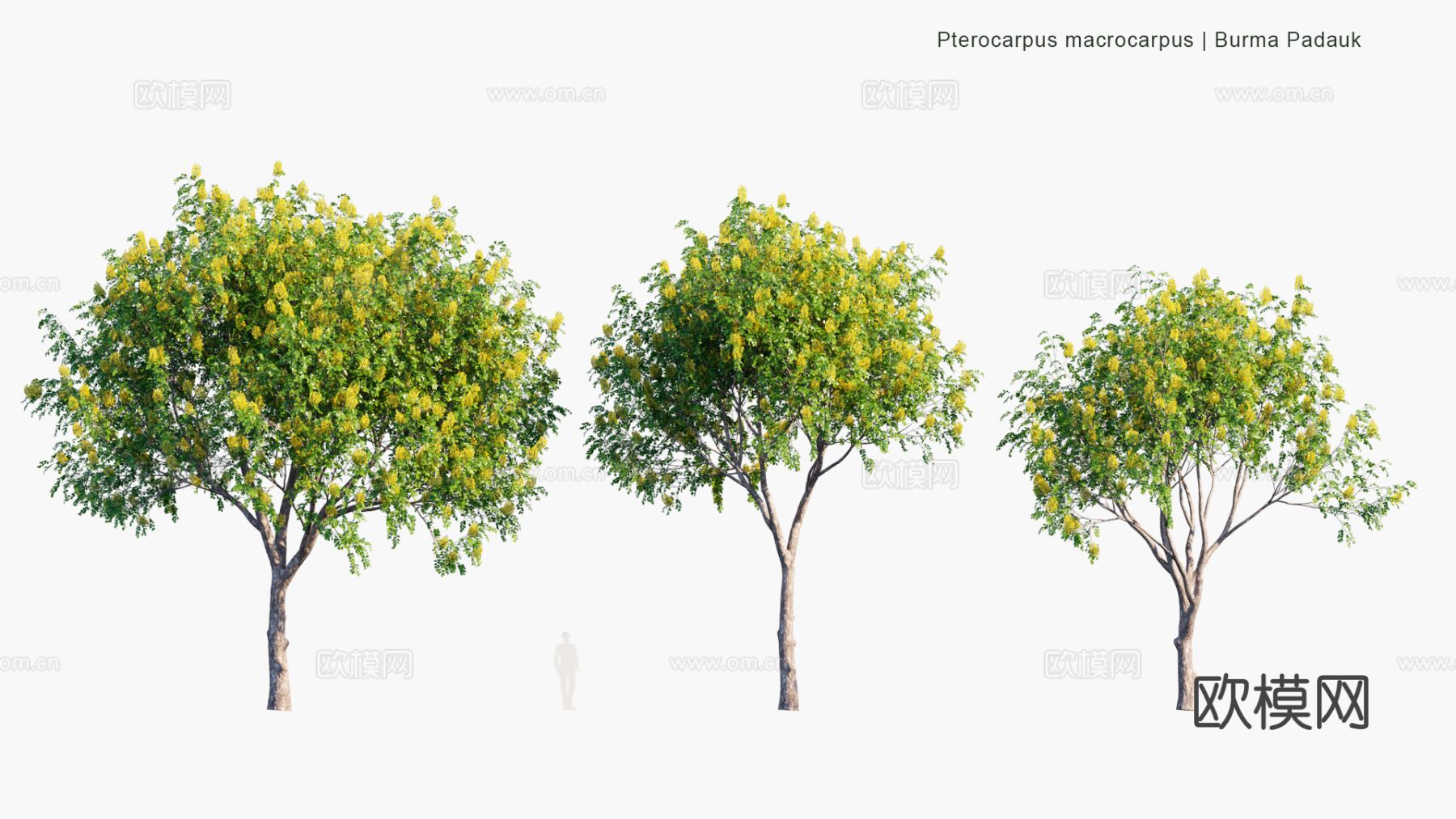 现代景观树 乔木 灌木 道路树 行道树 大树3d模型