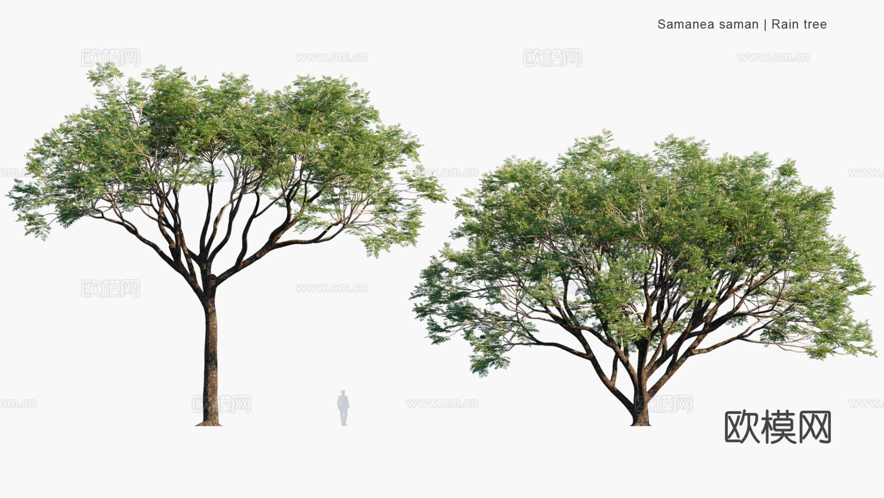 现代景观树 乔木 灌木 道路树 行道树 大树3d模型