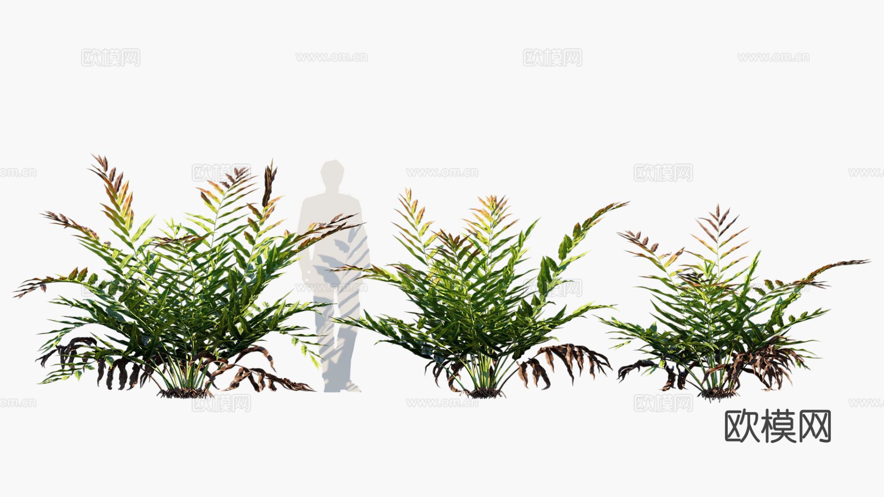 杂草 植物 花草 花卉3d模型