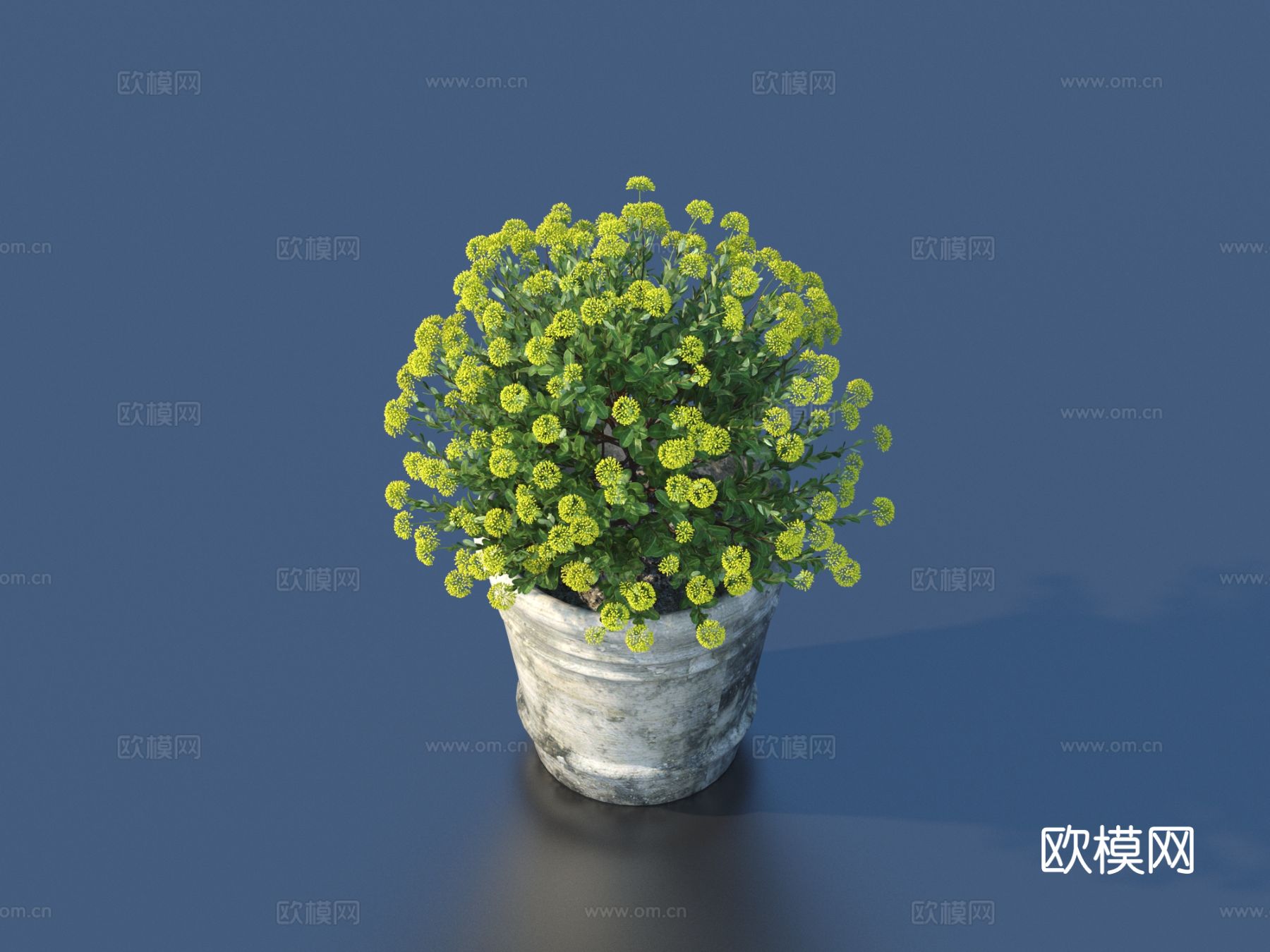 花盆 盆栽 绿植 植物3d模型