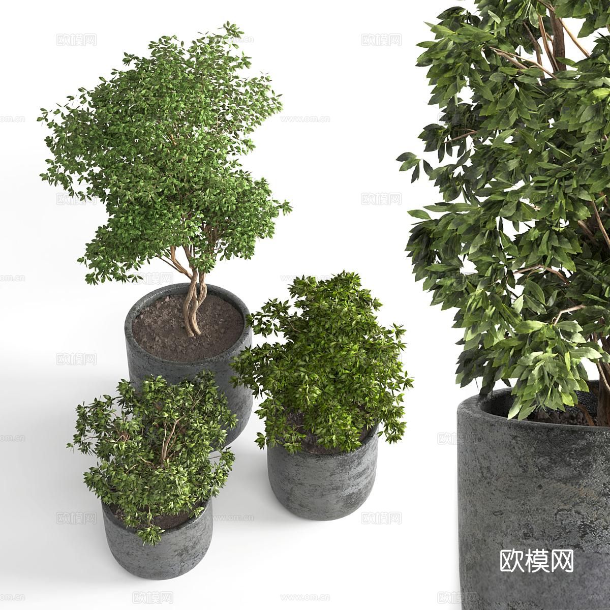 绿色植物 盆栽3d模型