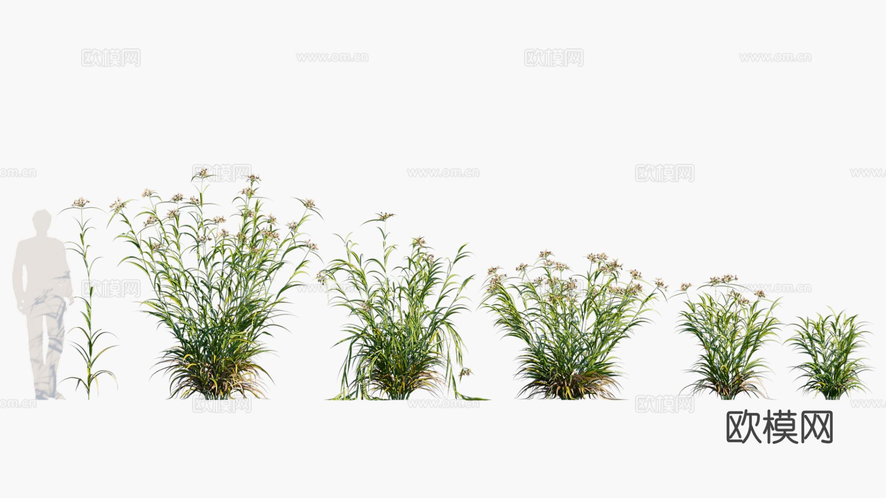 杂草 植物 花草 花卉3d模型