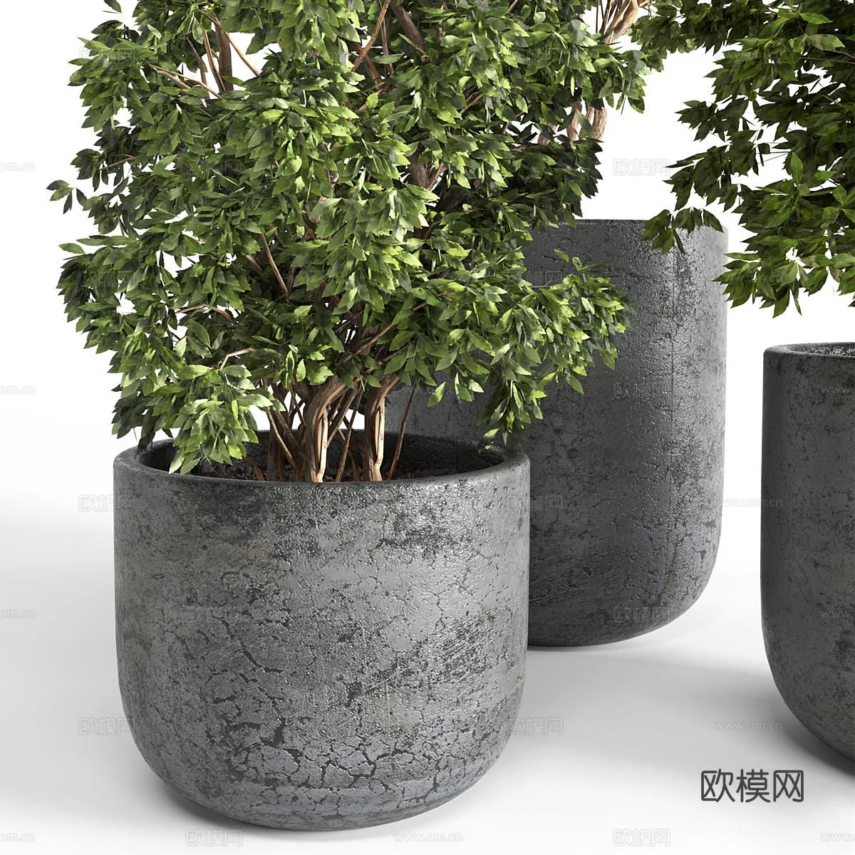 绿色植物 盆栽3d模型