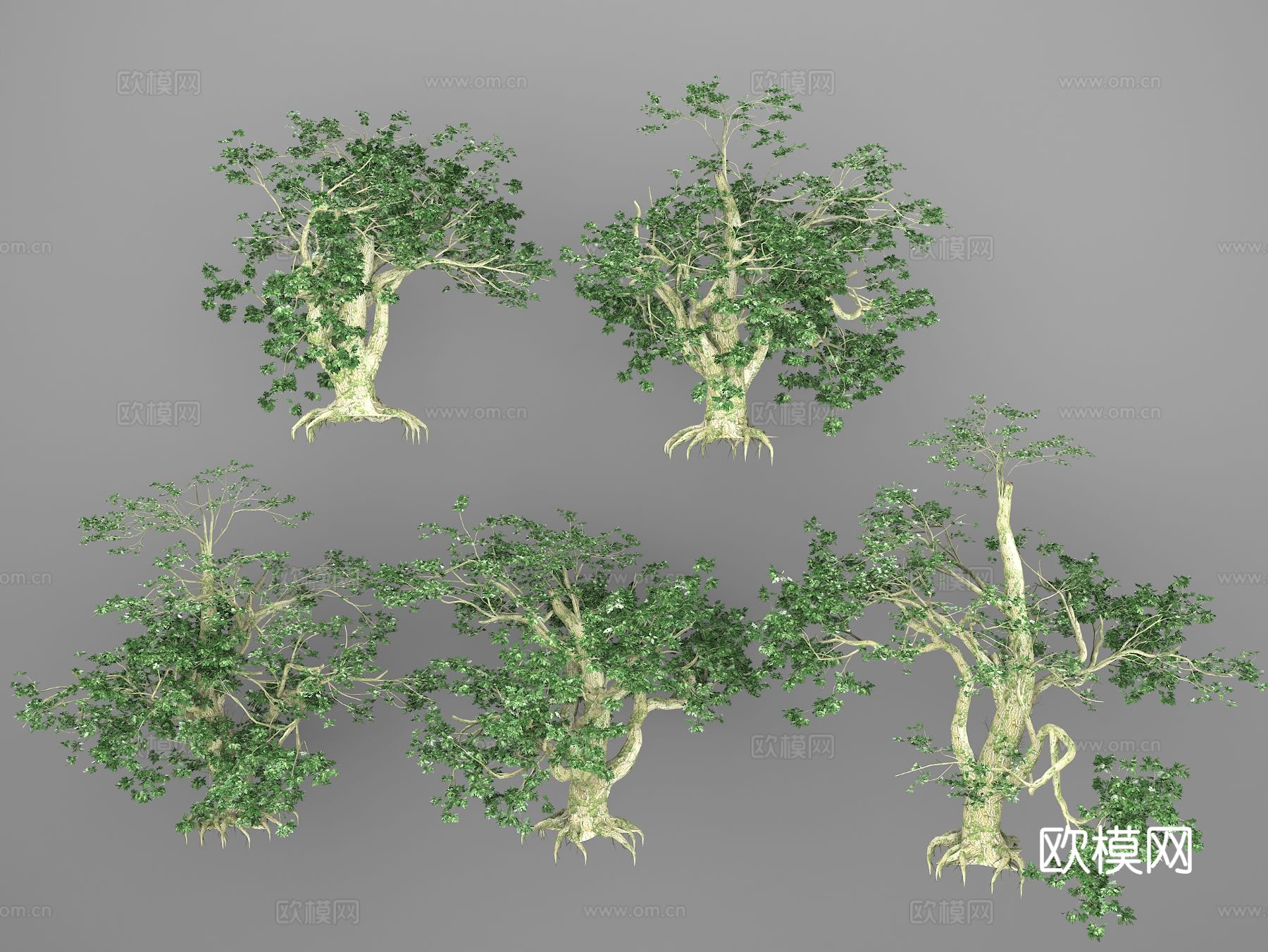 大叶枫树 枫树 古树 造型树3d模型