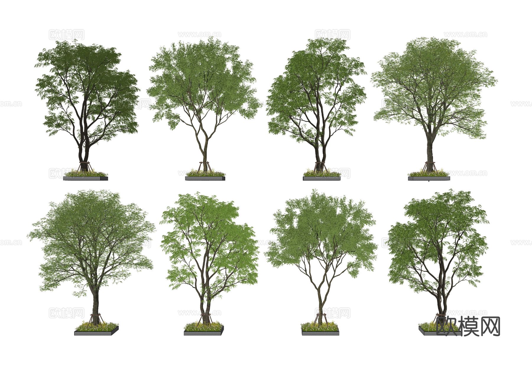 现代景观树 乔木 庭院乔木 树池su模型