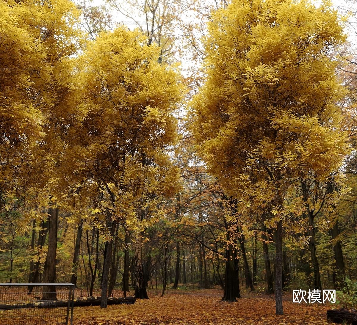 景观树 道路树 行道树 乔木 白蜡树 橡树 大树3d模型