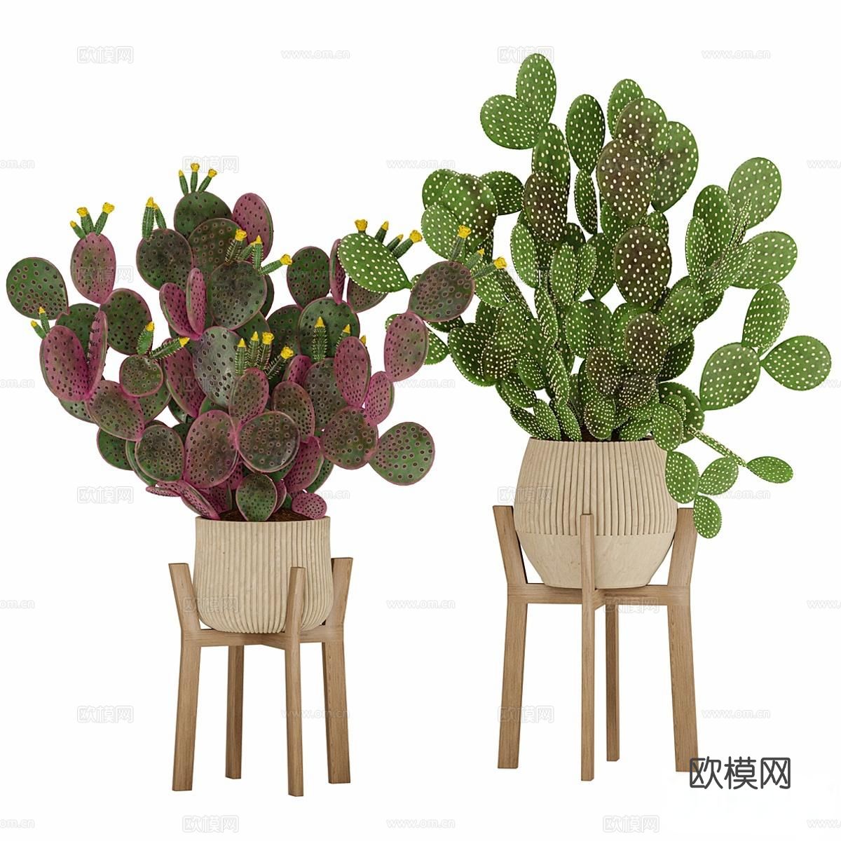 仙人掌盆栽 植物 绿植3d模型