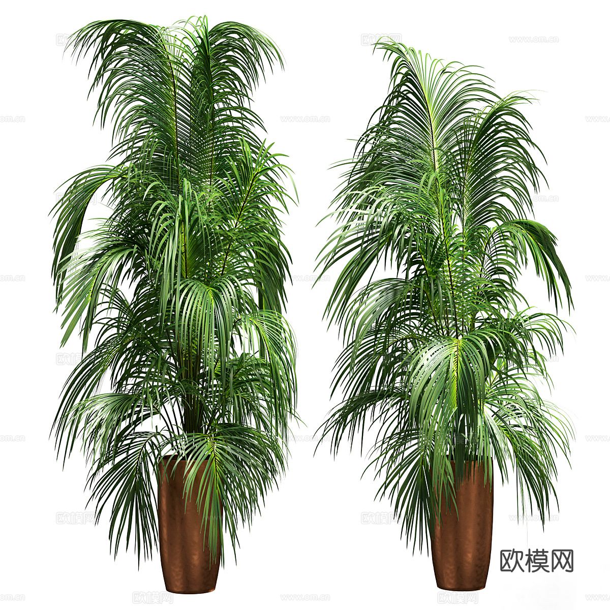 植物盆栽 苏铁3d模型