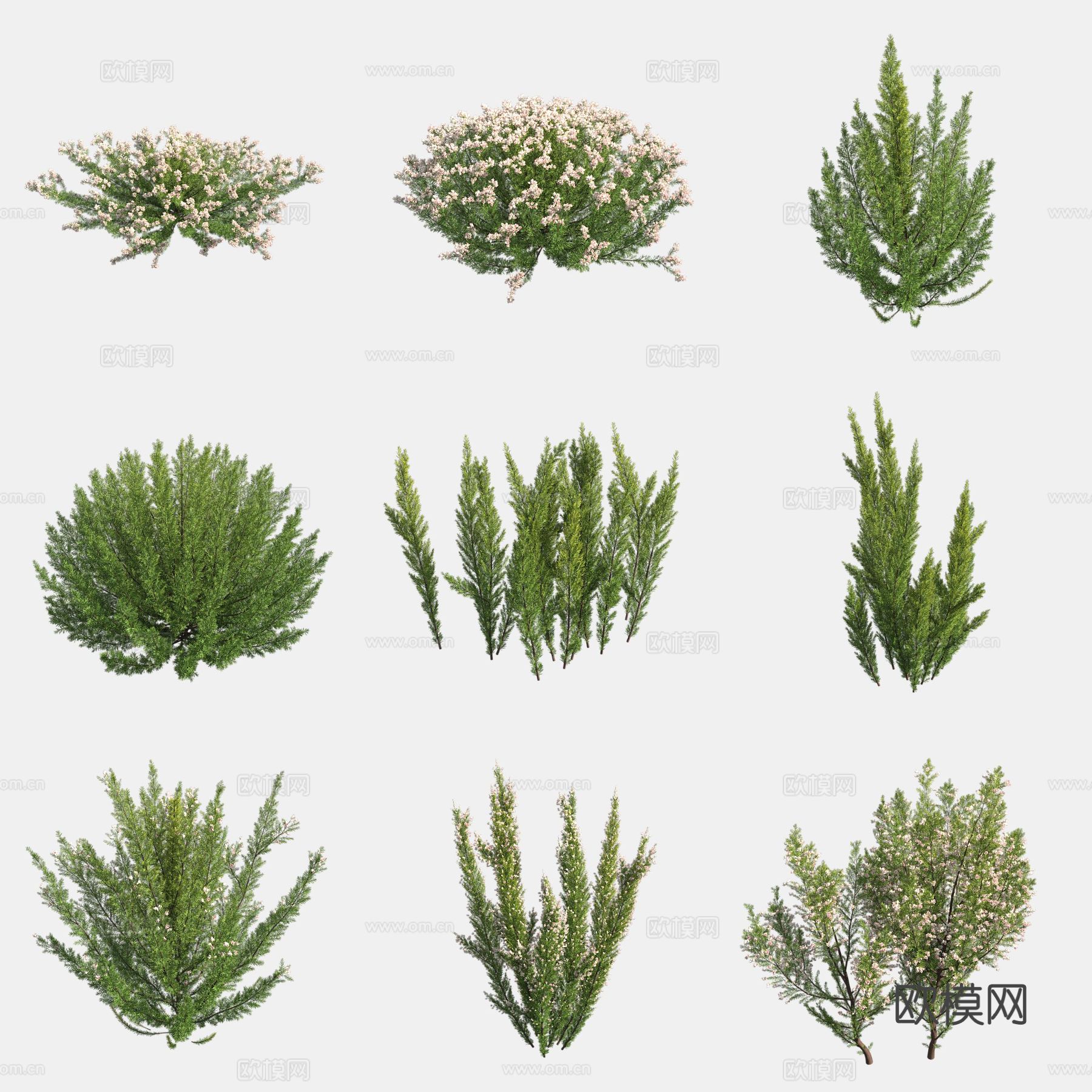 烟斗欧石南杜鹃花灌木3d模型下载