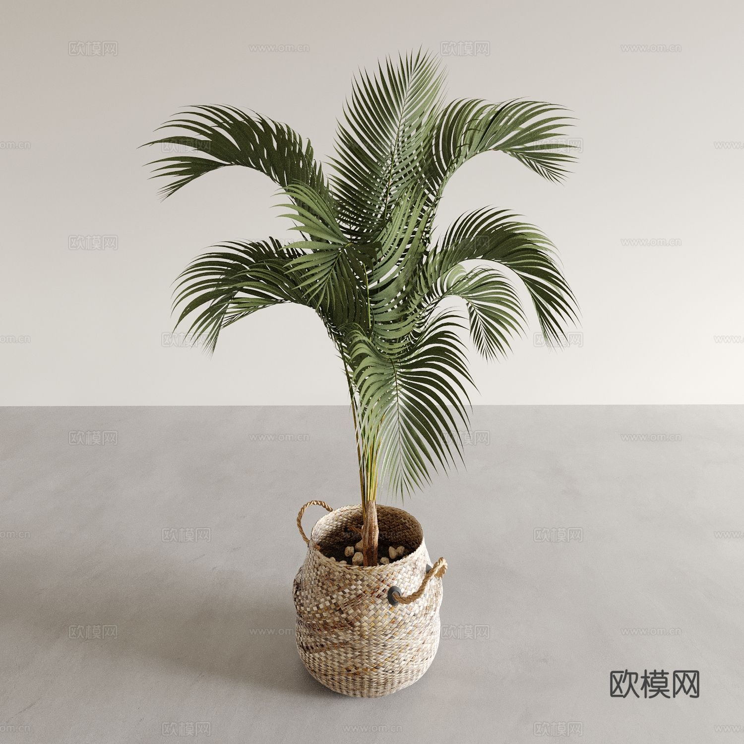 植物盆栽 苏铁 绿植3d模型