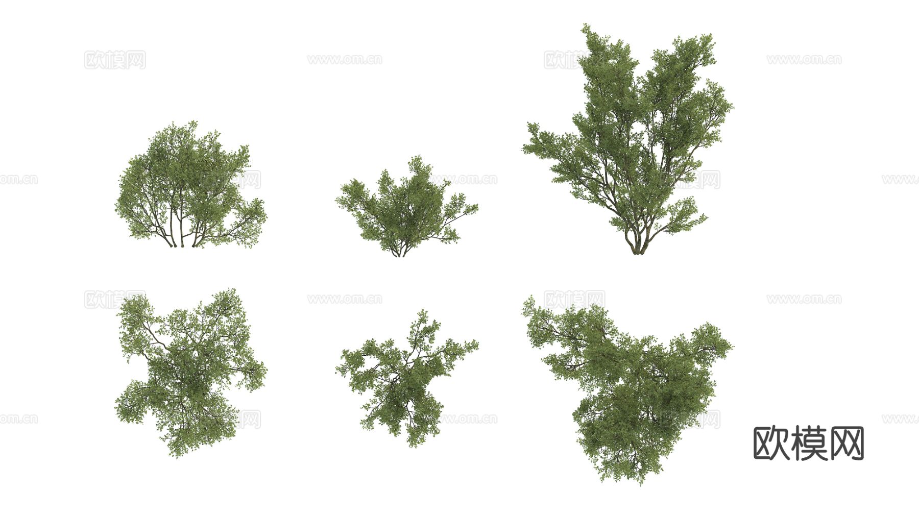 植物 绿植 灌木 花卉3d模型