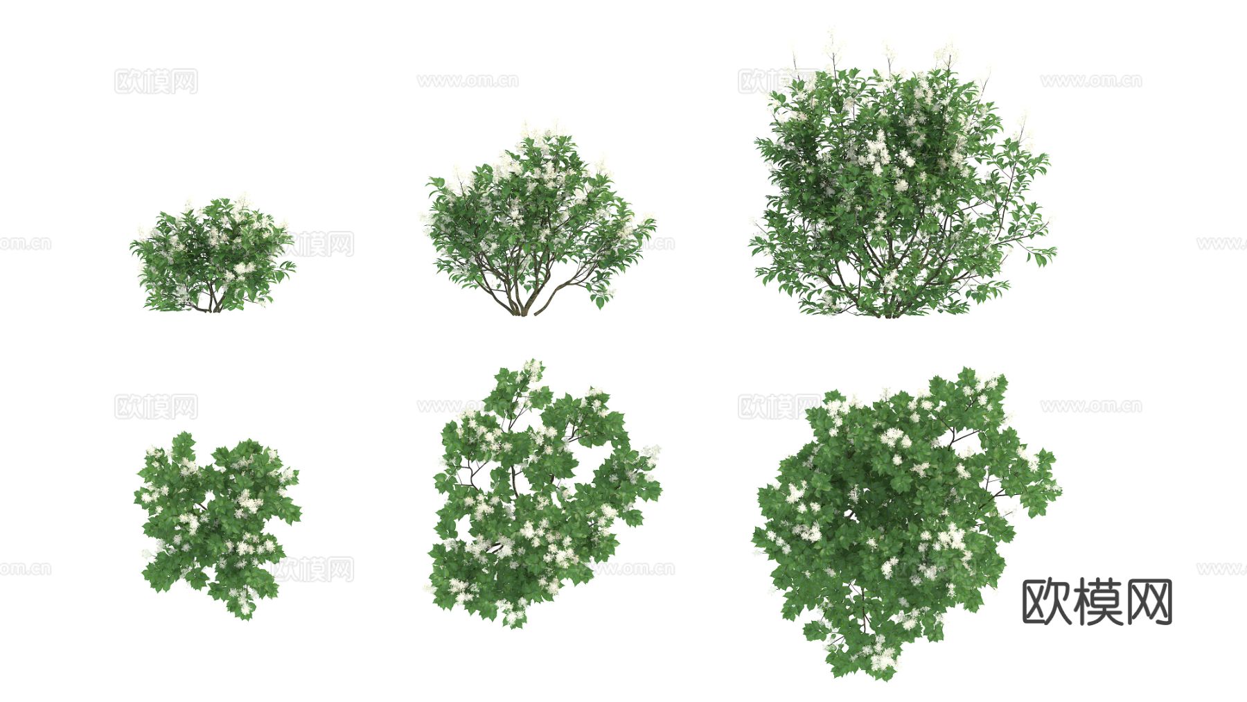 植物 绿植 灌木 花卉3d模型