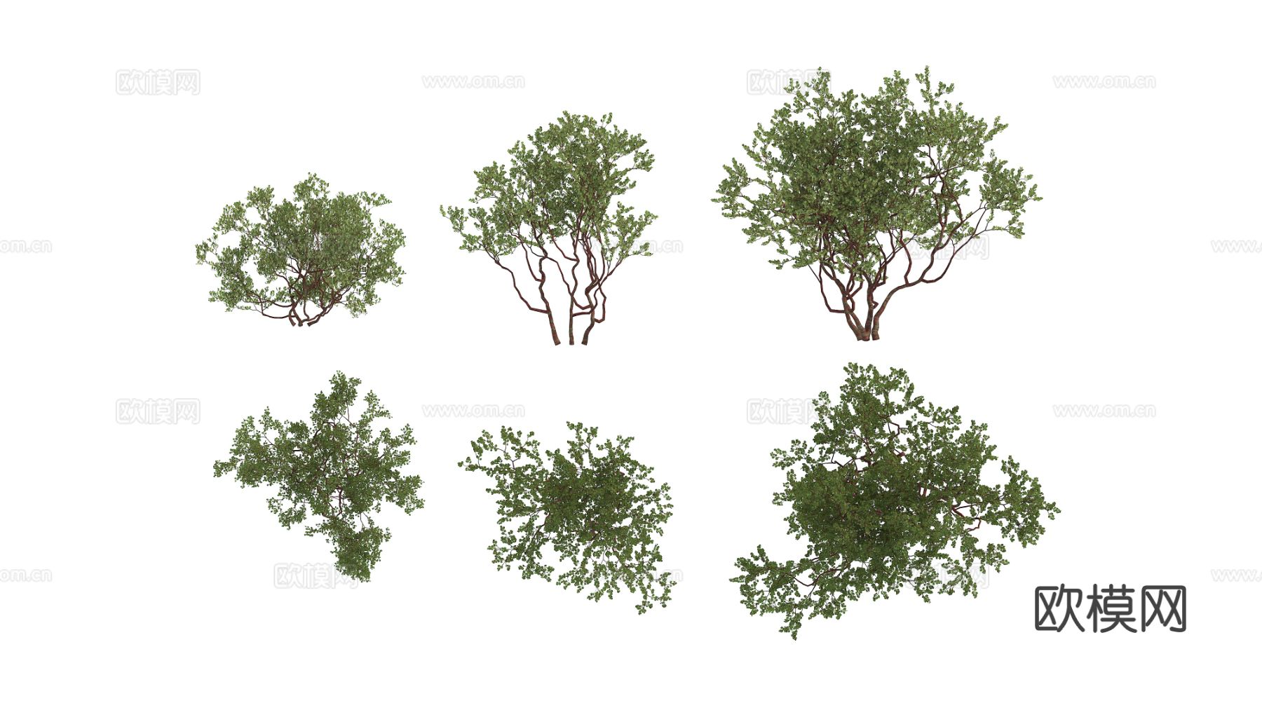 植物 绿植 灌木 花卉3d模型