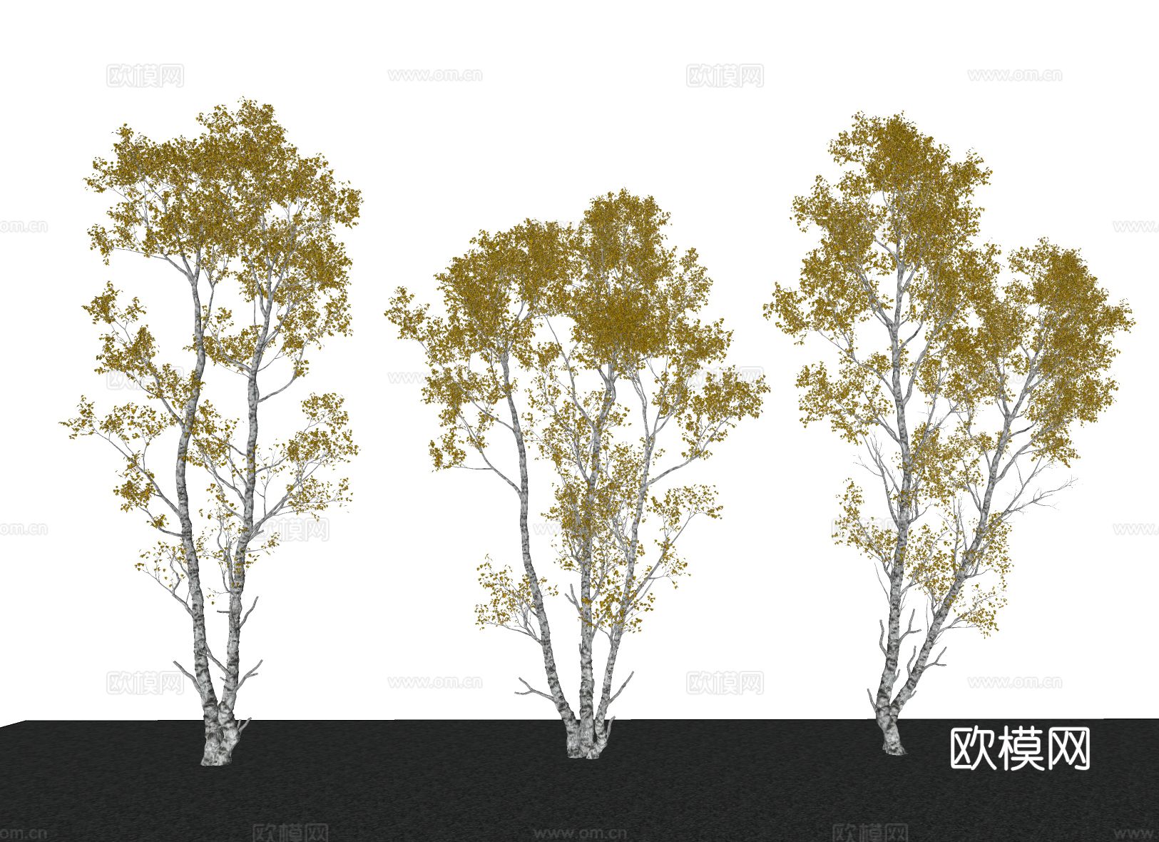 岳桦树 乔木 庭院树 行道树su模型