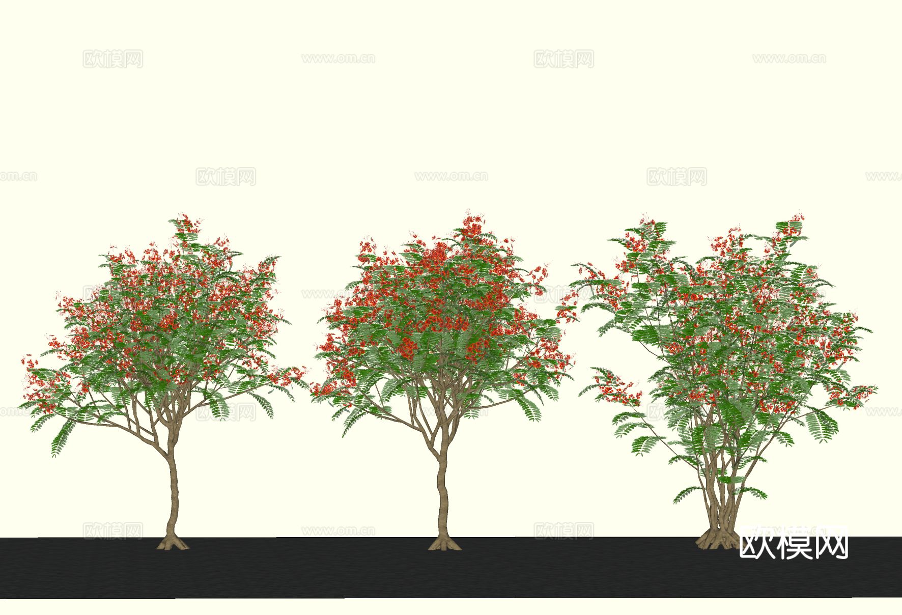 景观树 金凤花 乔木 开花树su模型