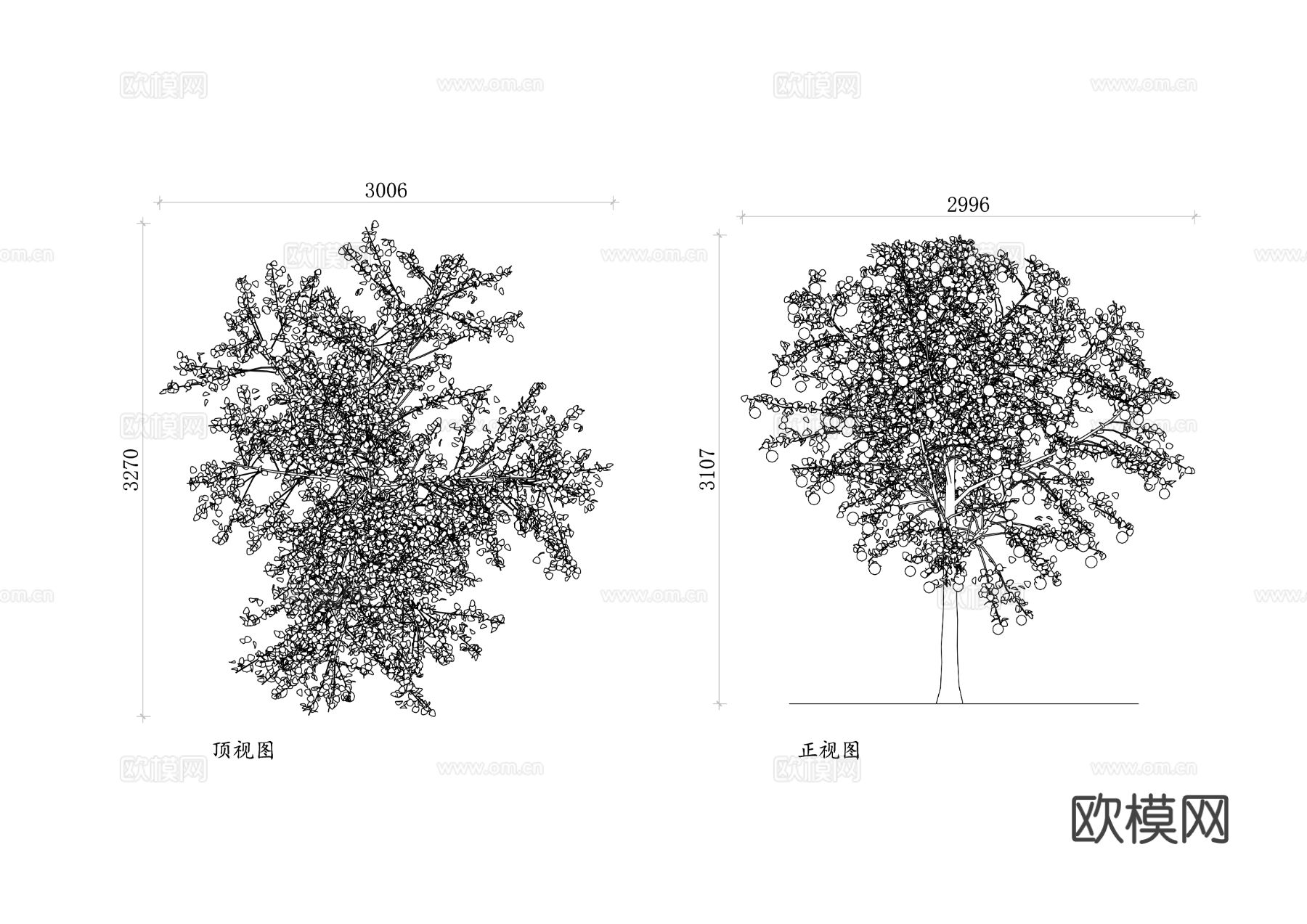 苹果树 果园苹果树 观赏苹果树 园艺苹果树 果实苹果树cad大样图