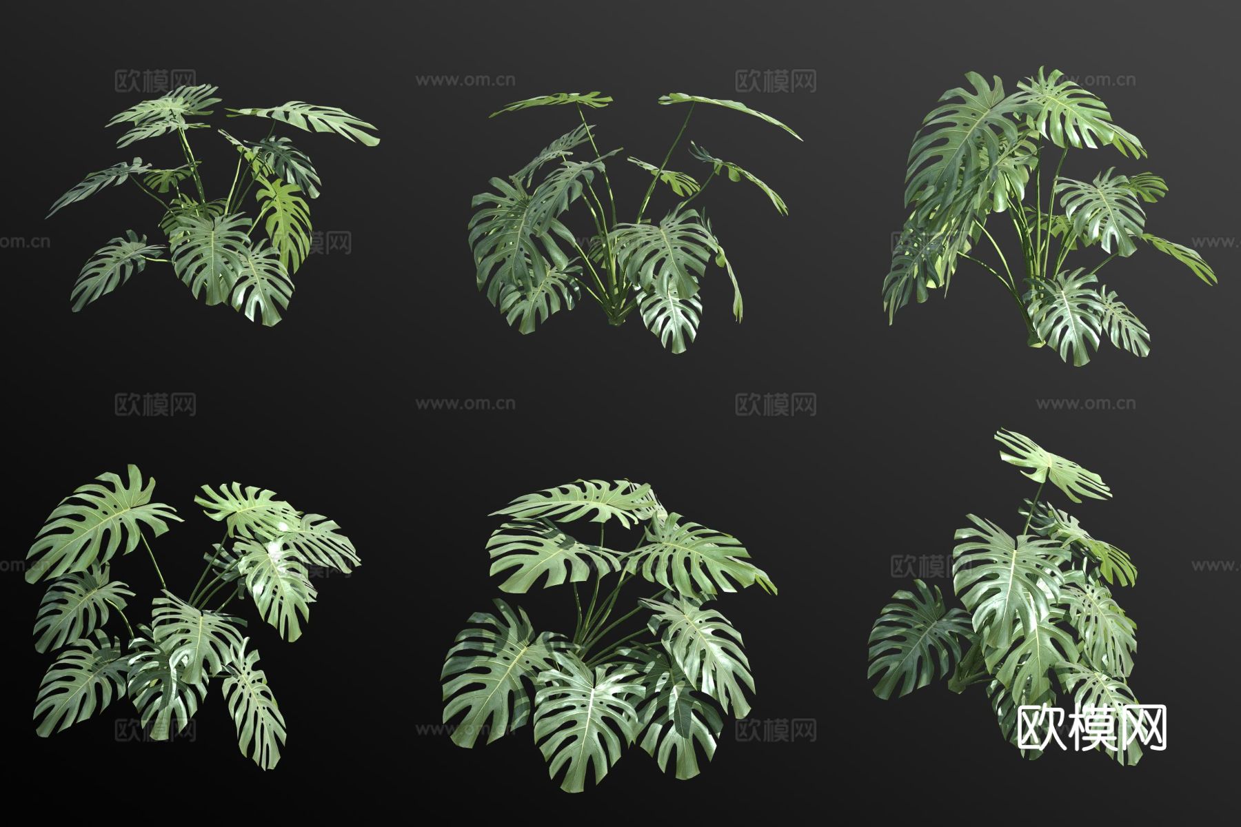 龟背竹 绿植 花草3d模型