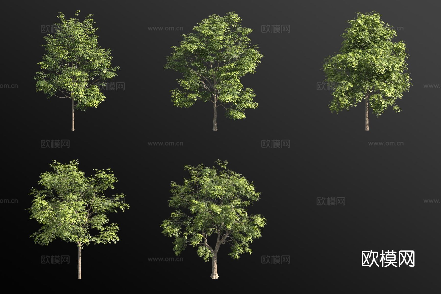 欧洲梣木白蜡树 景观树 大树3d模型