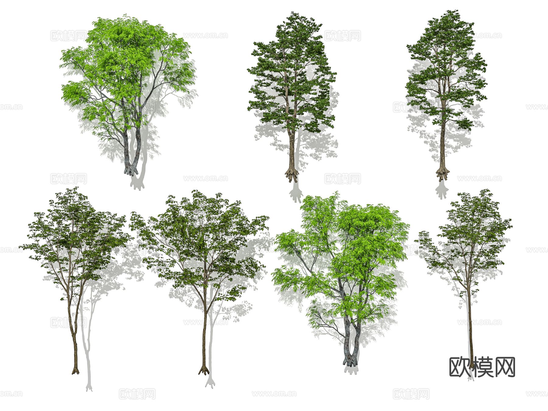 现代乔木 行道树 景观树 庭院树 孤植树 丛生乔木树3d模型