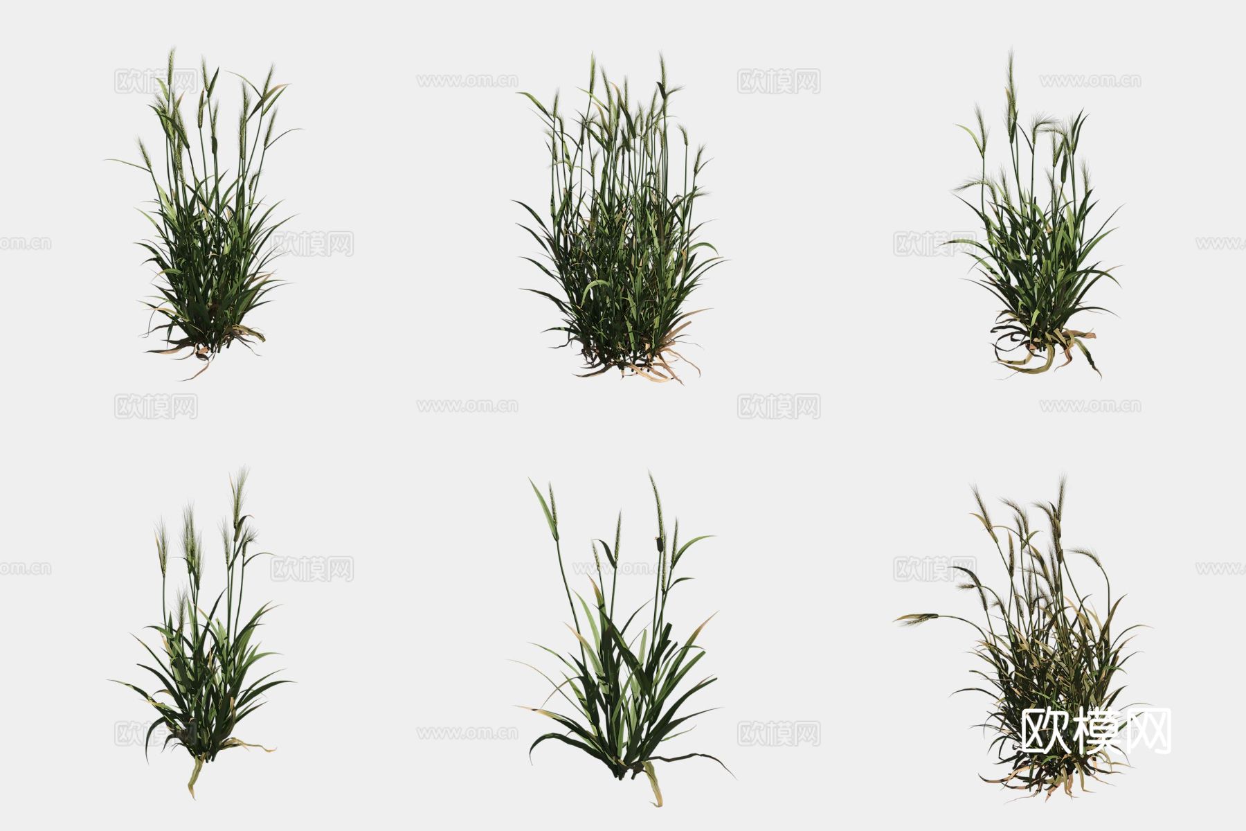 大麦农作物庄稼3d模型