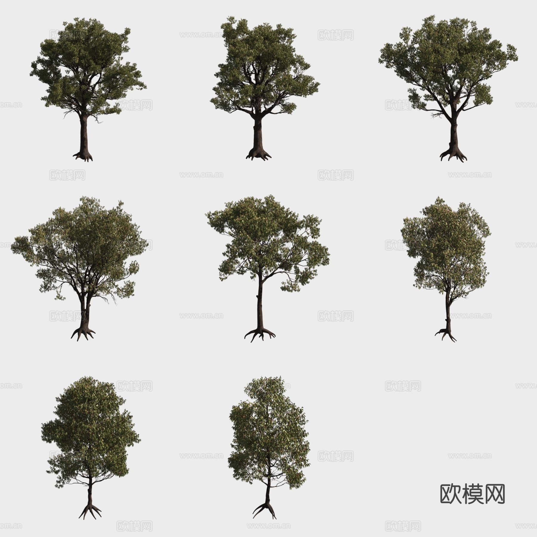 红铁木桉树小树树林3d模型