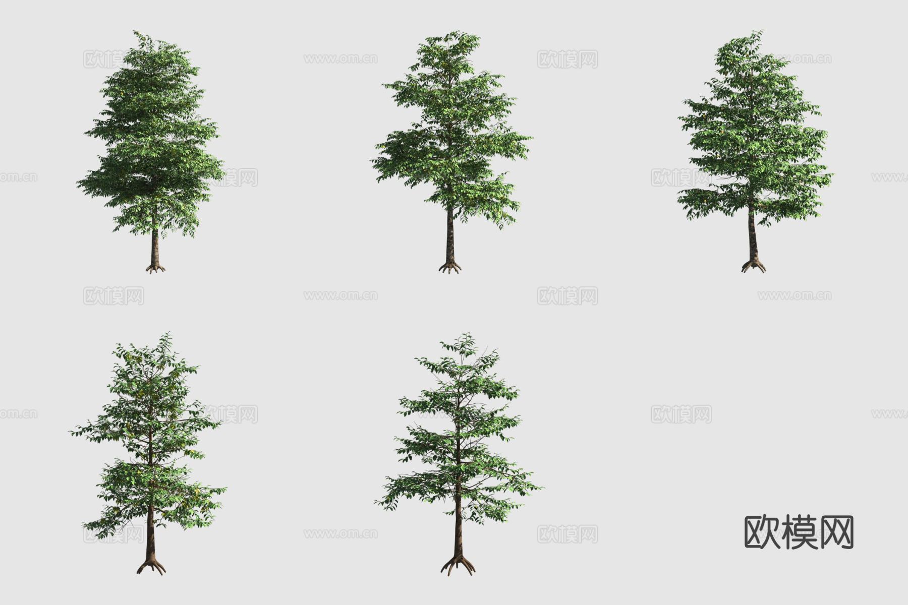 依兰香水树行道树3d模型
