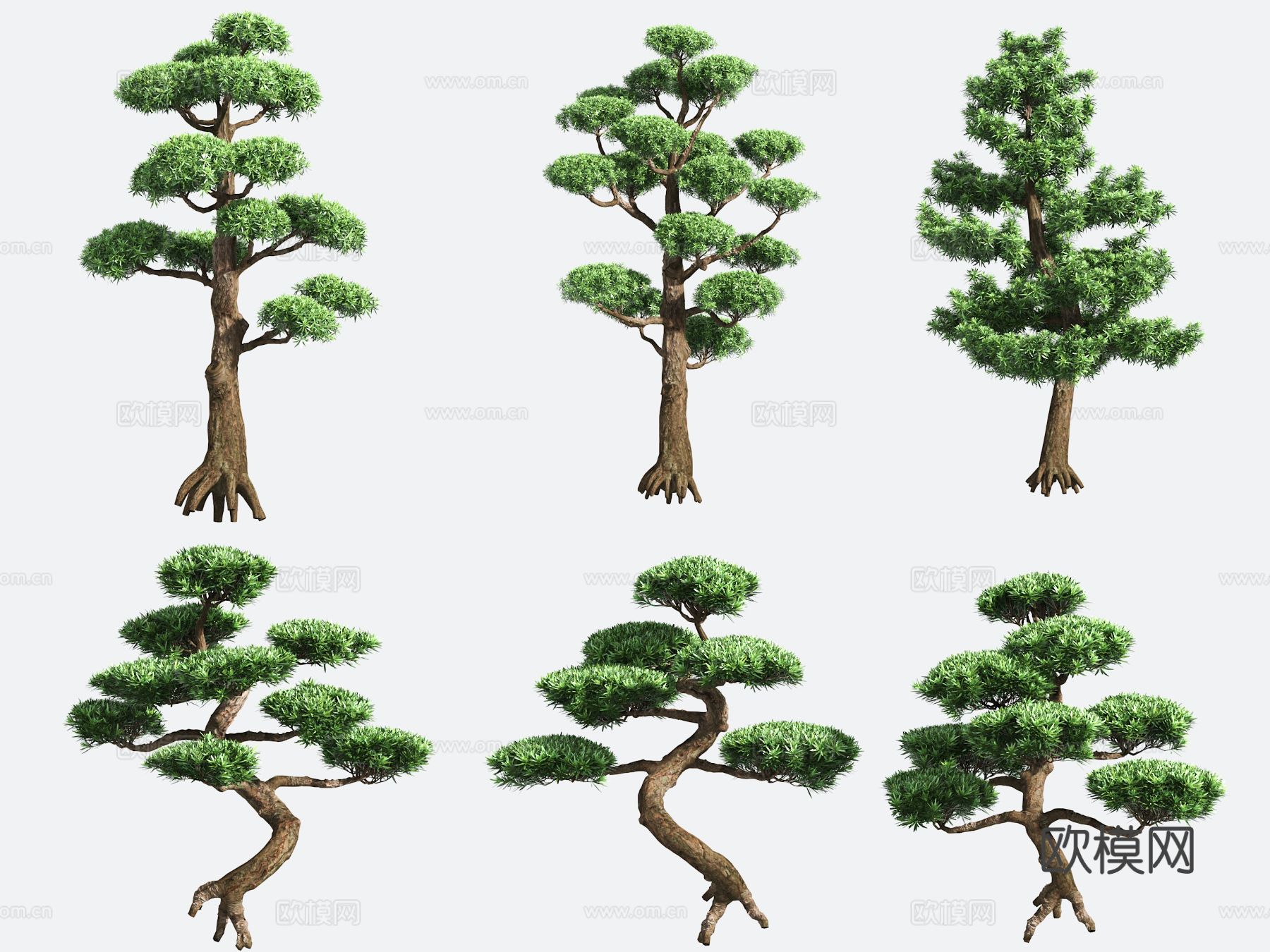 观赏植物 造型树 园艺3d模型