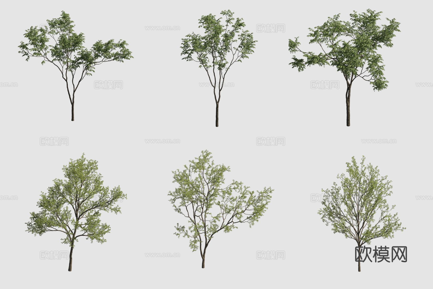 行道树 景观树3d模型