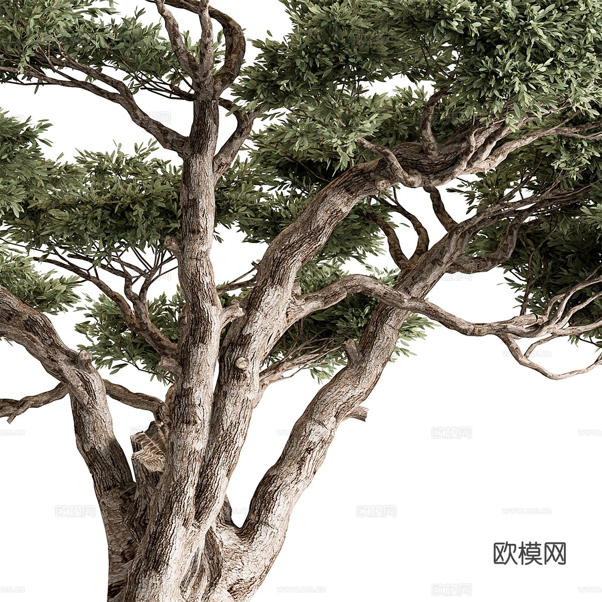 橄榄树3d模型