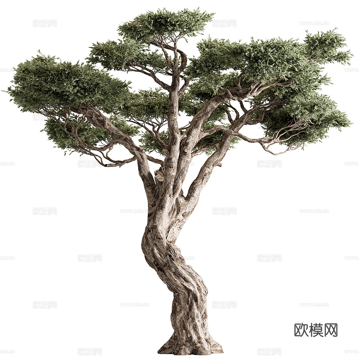 橄榄树3d模型